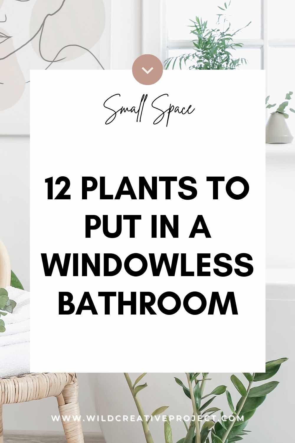  Plants That Have No Problem Growing In A Windowless Bathroom Wild Creative Project - Indoor Plants For Bathroom Without Windows