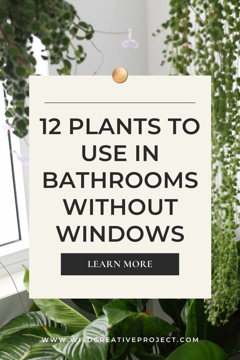 Plants That Have Problem Growing In a Bathroom — Wild Project