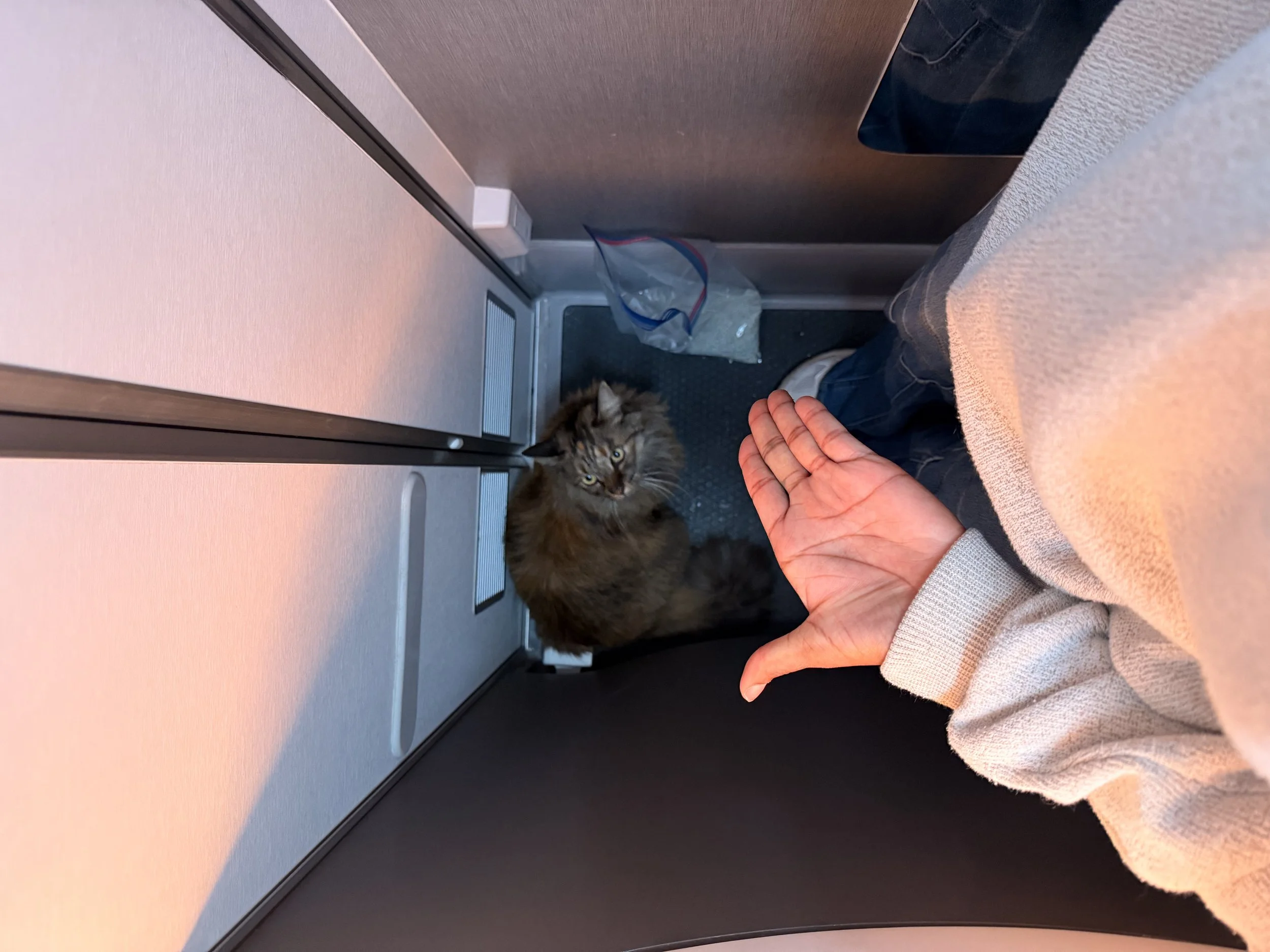 flying with a cat