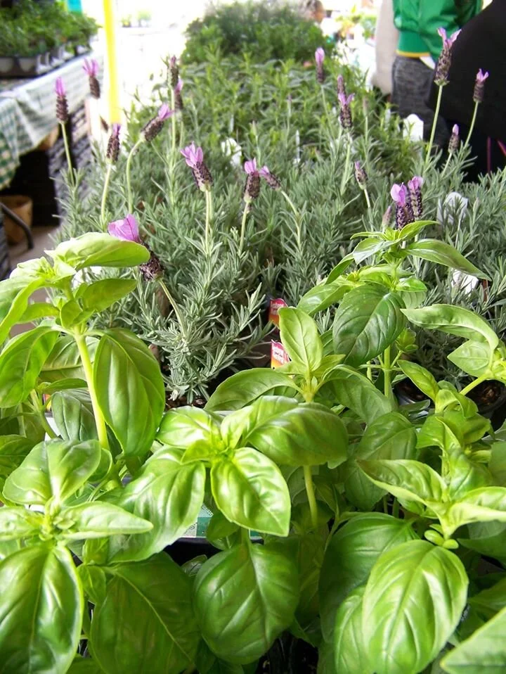 State Farmers Markets — Visit NC Farms