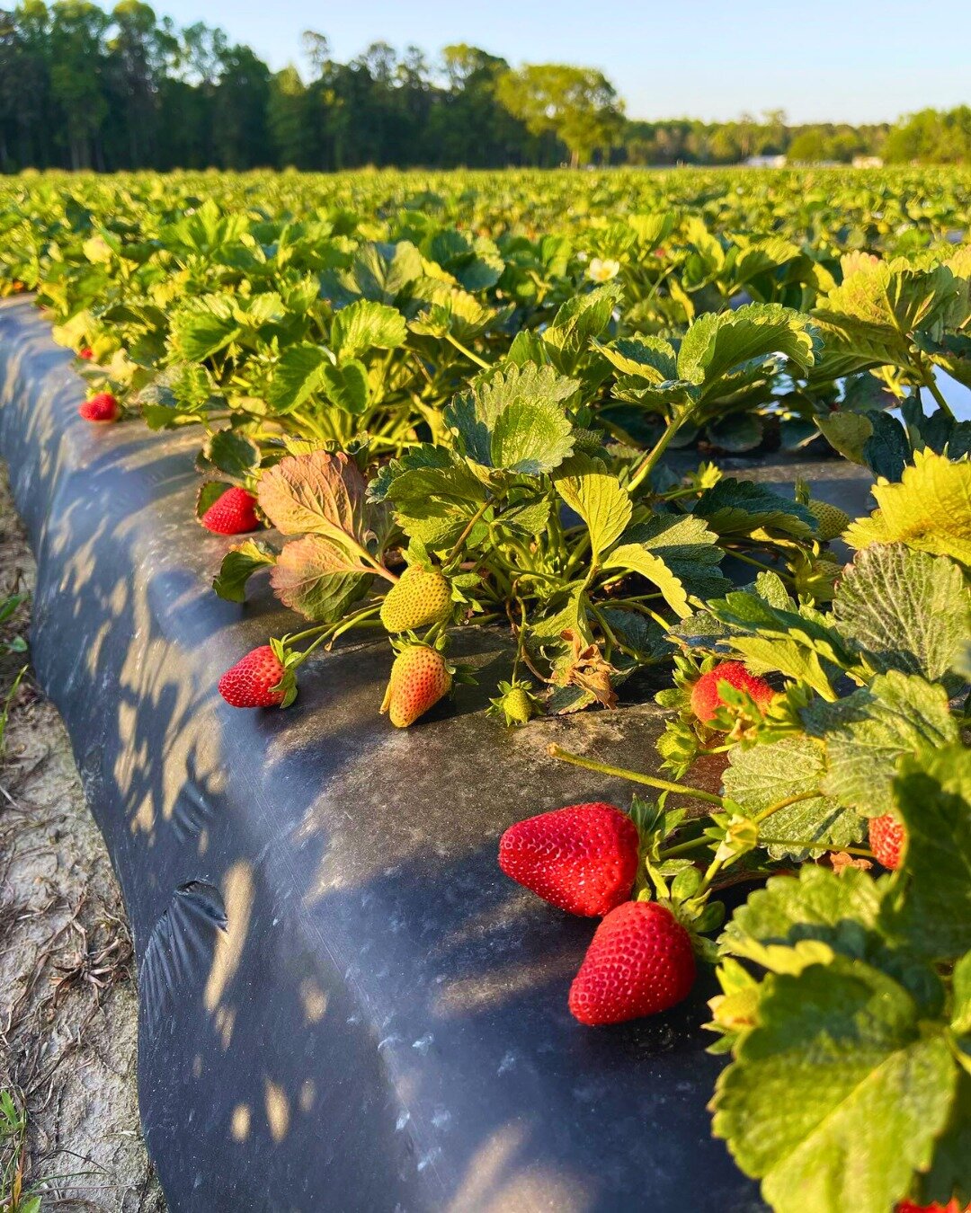 Are you in Nash County and looking for a CSA program this year? If so, you'll want to keep reading about @robsfreshproduce! 🍅🥒

Their program 'Market Fresh Produce' begins in May and runs for fifteen weeks. Each week you'll receive 4-6 different fa