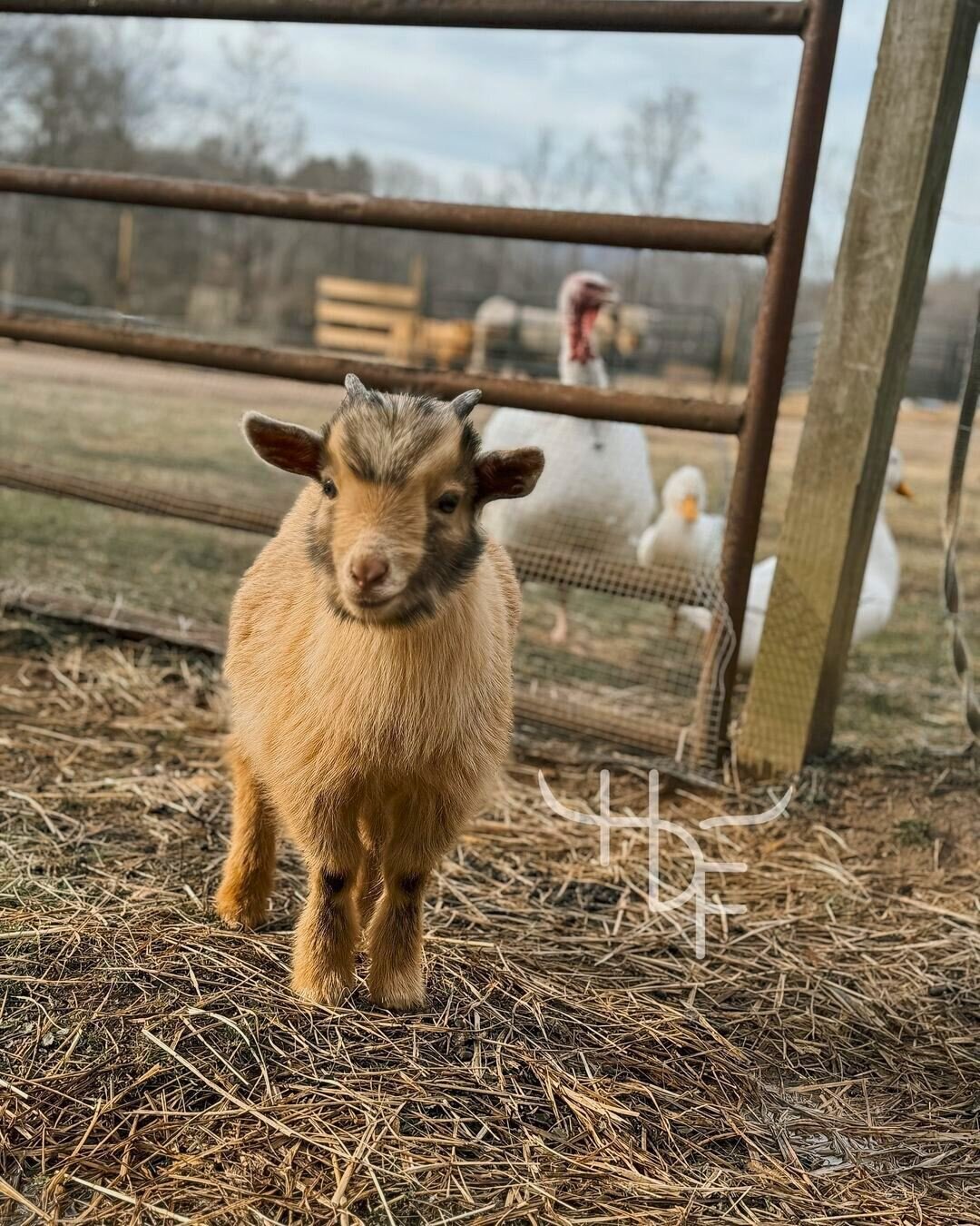 Spotlight on our adorable farm friends! 😍 Meet some of the charming animals at farms across NC waiting for YOU to visit! 🫵

Let&rsquo;s introduce you (in order of appearance!) 📸
➡️ Tarzan from @happydashfarm
➡️ Coira from @paradisefamilyfarm
➡️ Pr
