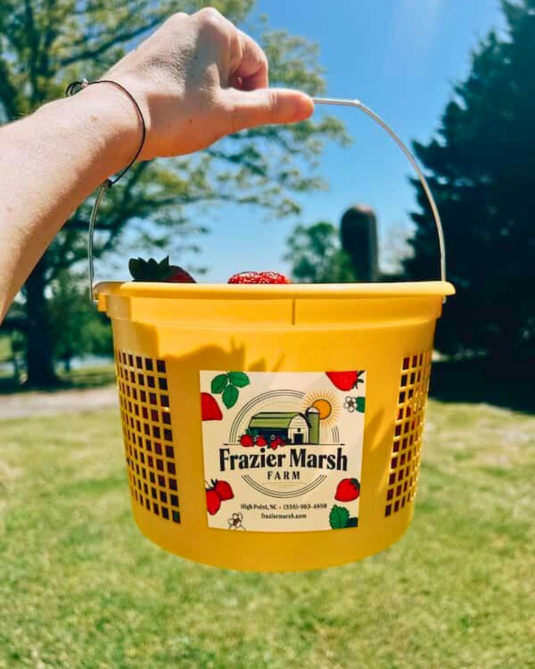 One of the best parts about spring has to be berry season! 🍓If you&rsquo;re in the High Point area, head to Frazier Marsh Farm to find the best berries. Fresh pre-picked strawberries are now available by the gallon or quart and u-pick is coming soon