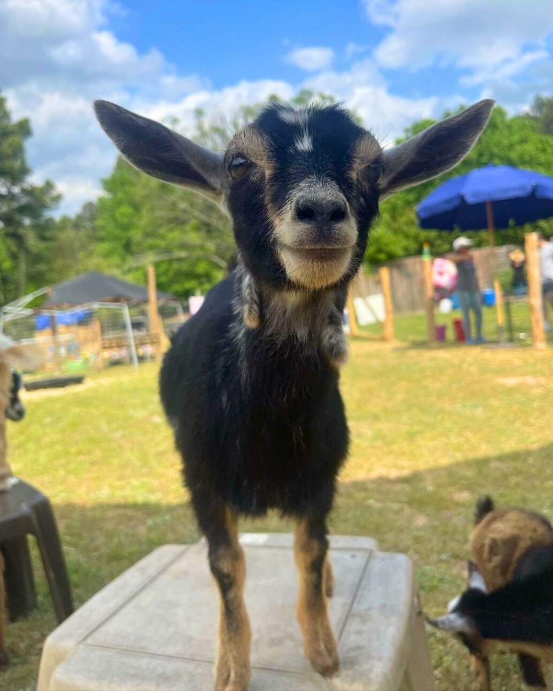 What better way to start your weekend than with these adorable furry faces?😍Swipe to meet and learn more about them all below.👇

Minnie from @lamberts.family.farm 🐐Apex, NC
Mindy from @landofmilkandhoneyfarms_llc 🦙Deep Gap, NC
Cute calf from @bro