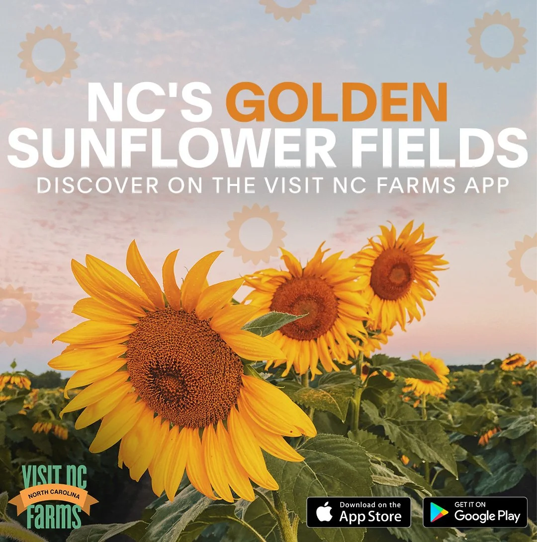 Sunflowers in North Carolina A Captivating Experience at Local Farms