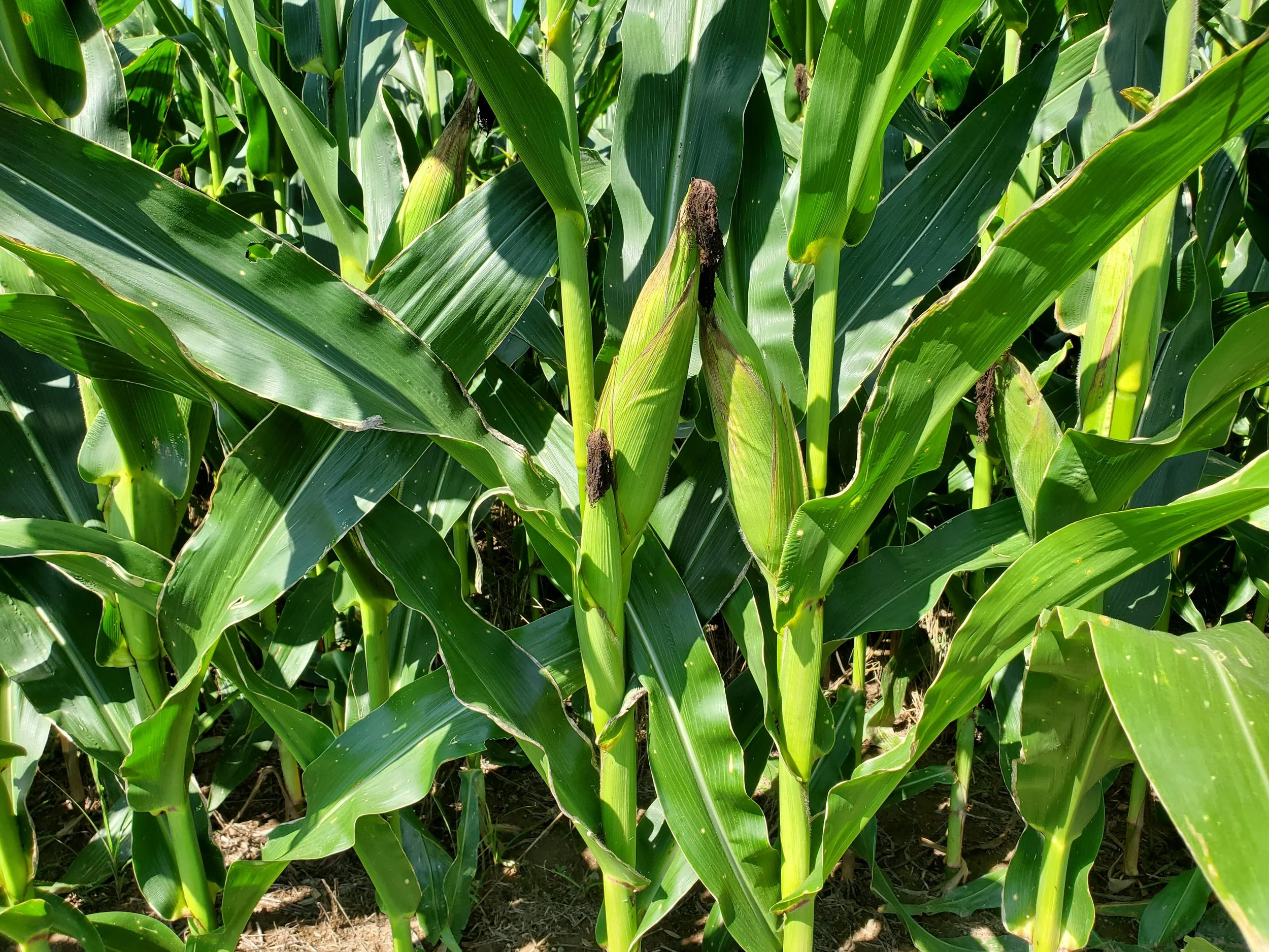 lammas: summer’s midseason marker
