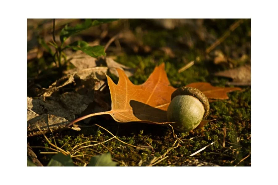 Learning to Leaf It All Behind