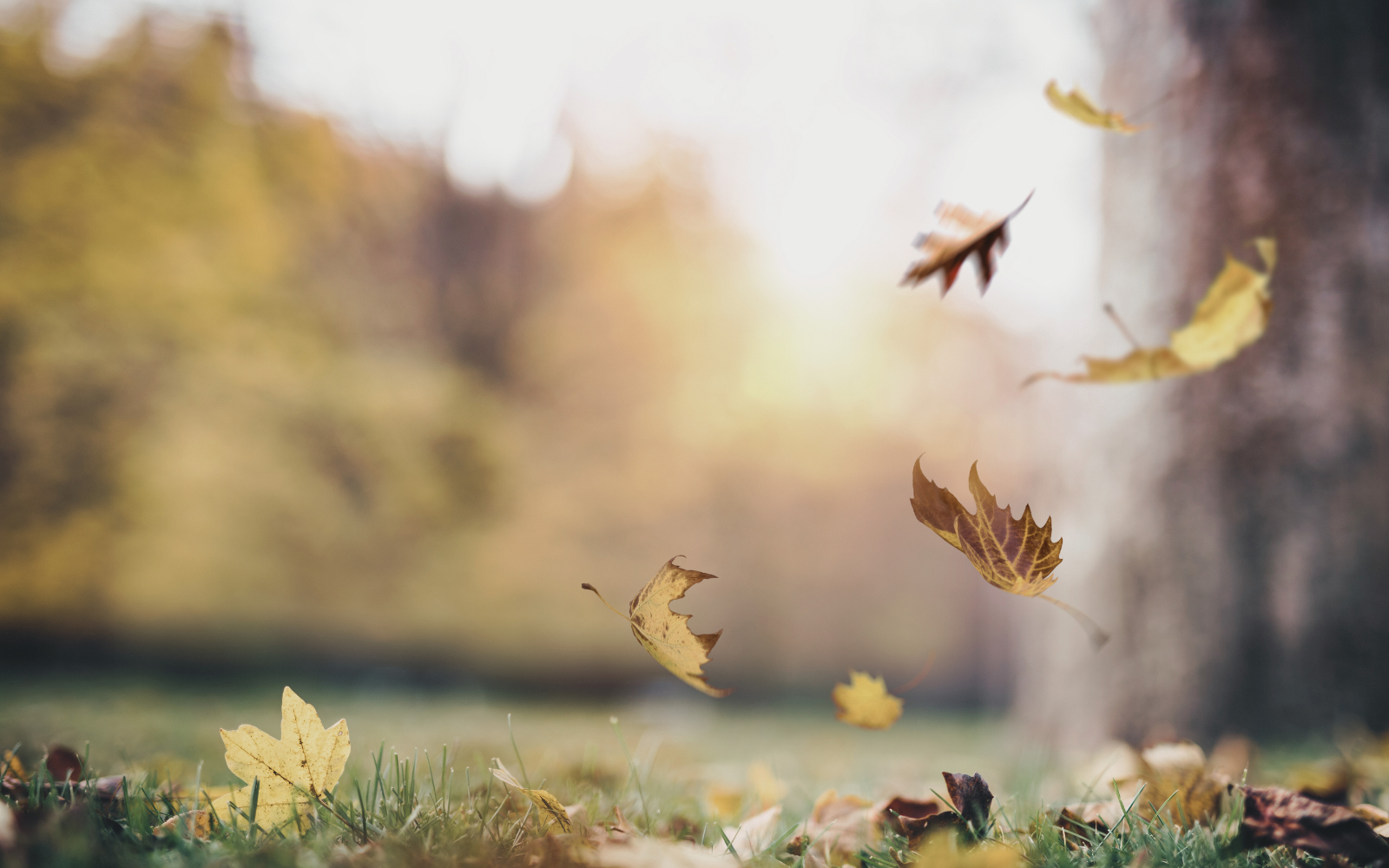 How to Practice Letting Go: Autumn Edition