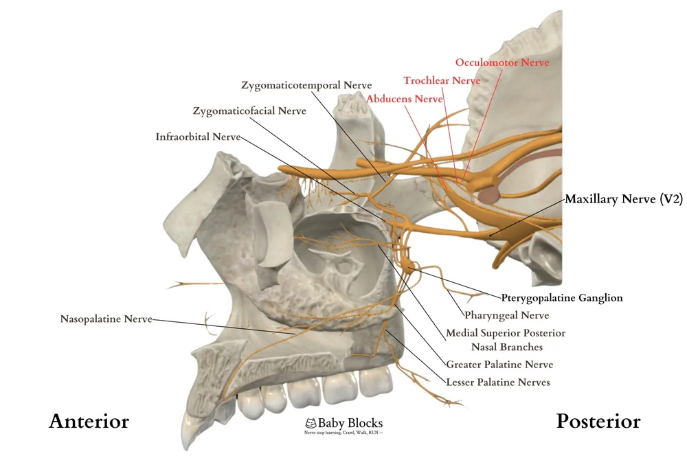 Suprazygomatic Maxillary Nerve Block — BABY BLOCKS