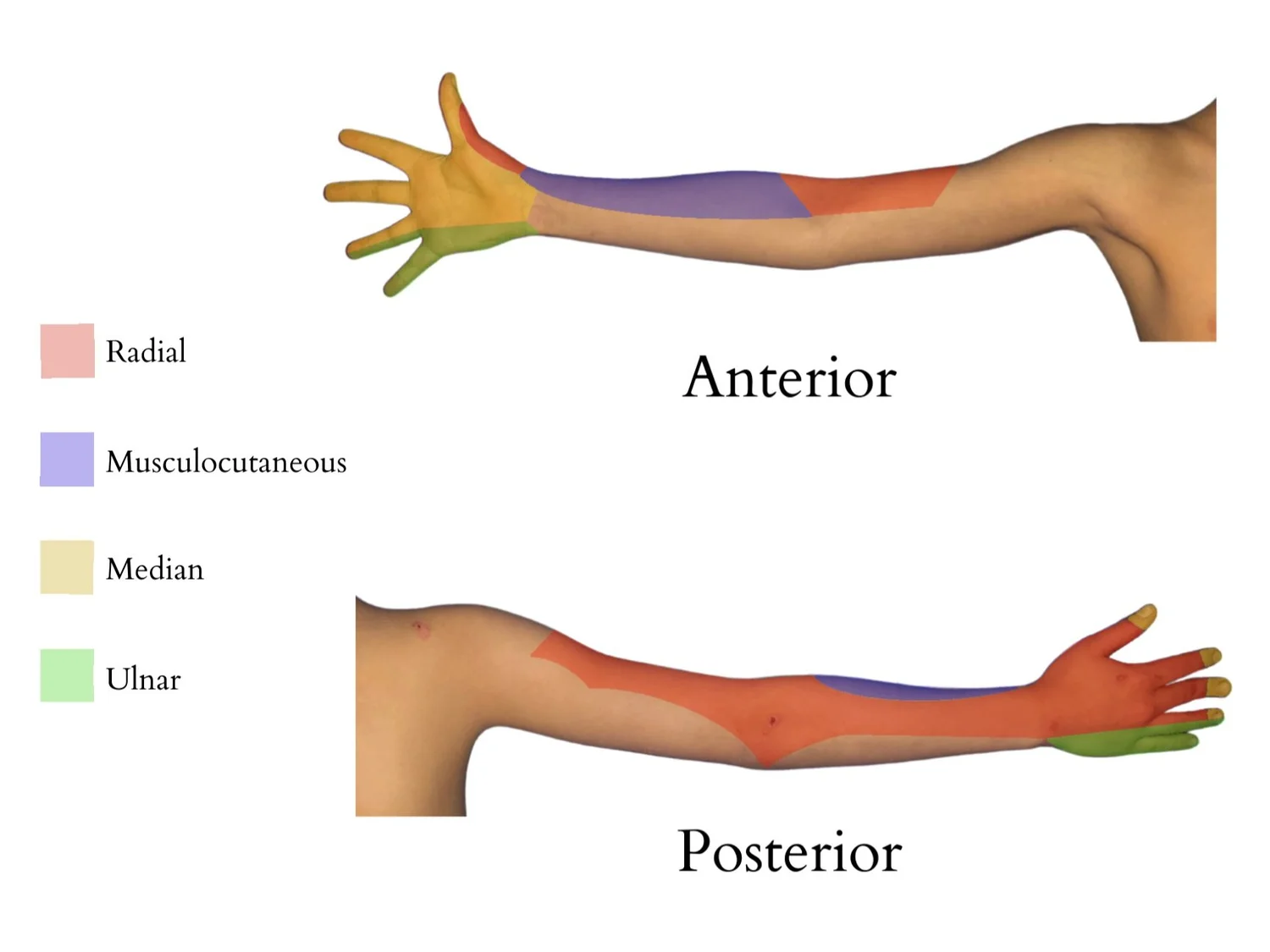 Ultrasound-Guided Pediatric Axillary Brachial Plexus Block — BABY BLOCKS