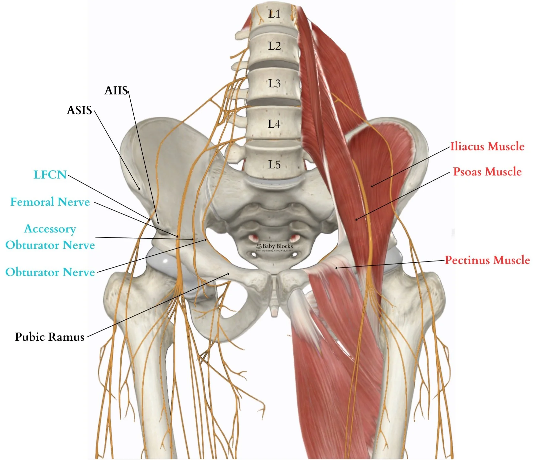 Peng Block Steps PENG Block: Ultrasound-Guided Hip Analgesia — BABY BLOCKS