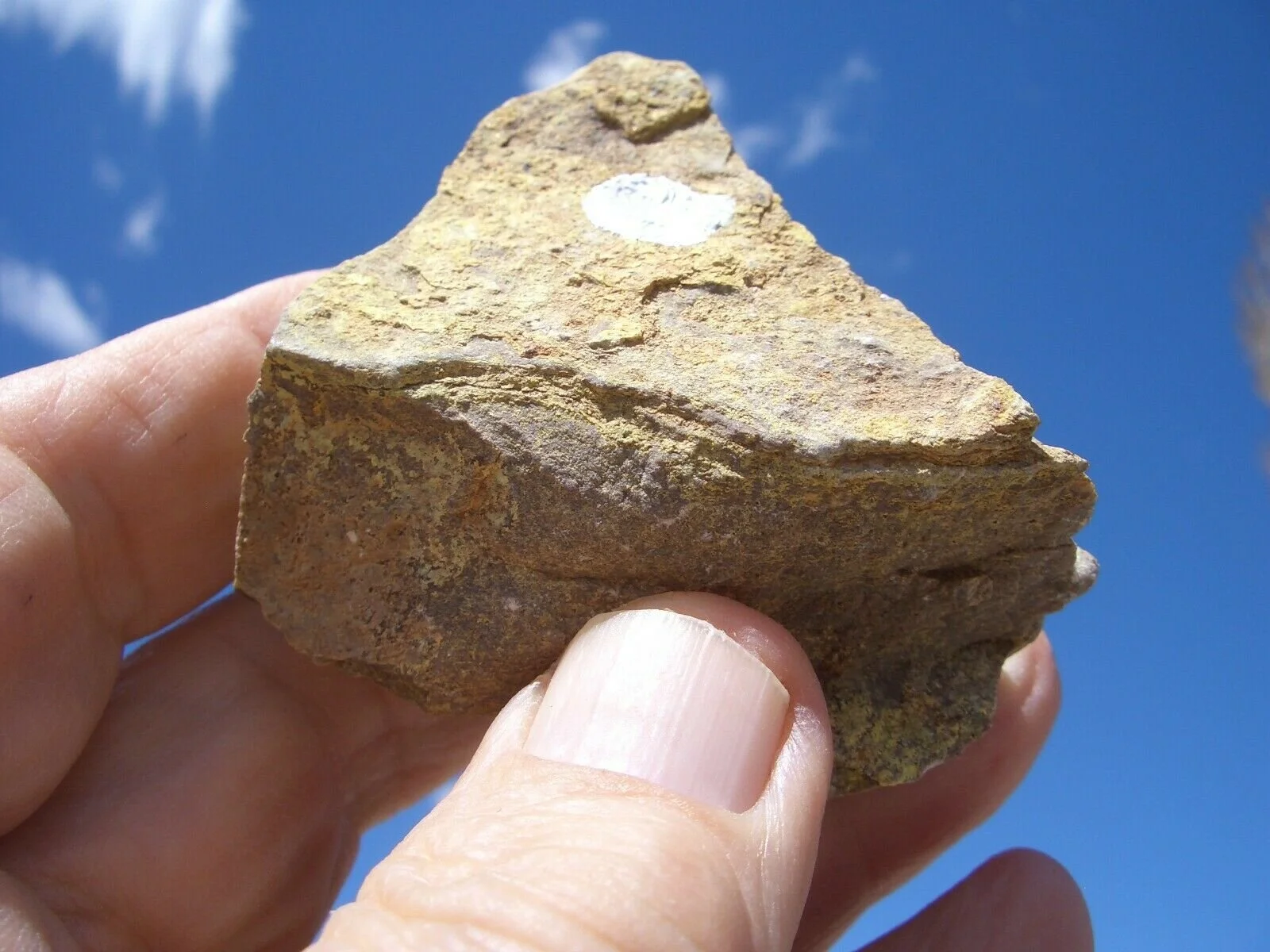 JURASSIC TODILTO LIMESTONE: URANIUM ORE ROCK 5.4 OZ. 169K