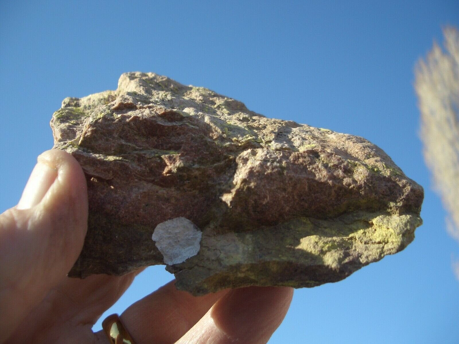 DINOSAUR URANIUM ROCK, NM; JURASSIC TYUYAMUNITE 13.6 oz