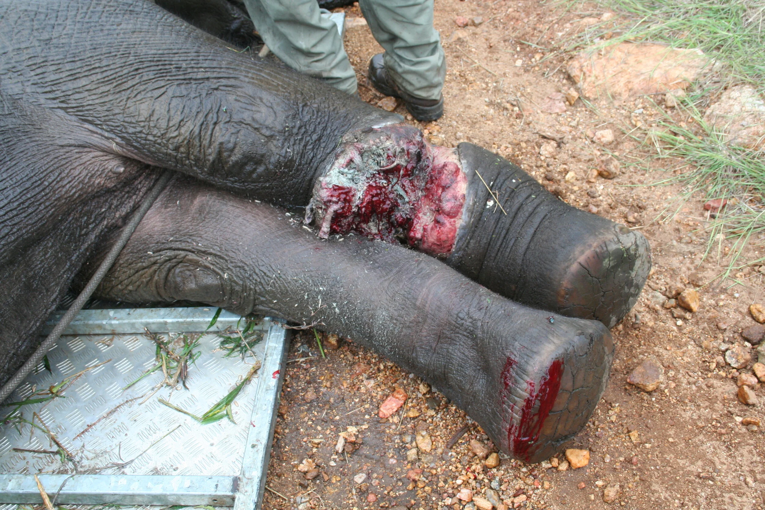 Snares- the indiscriminating torture device