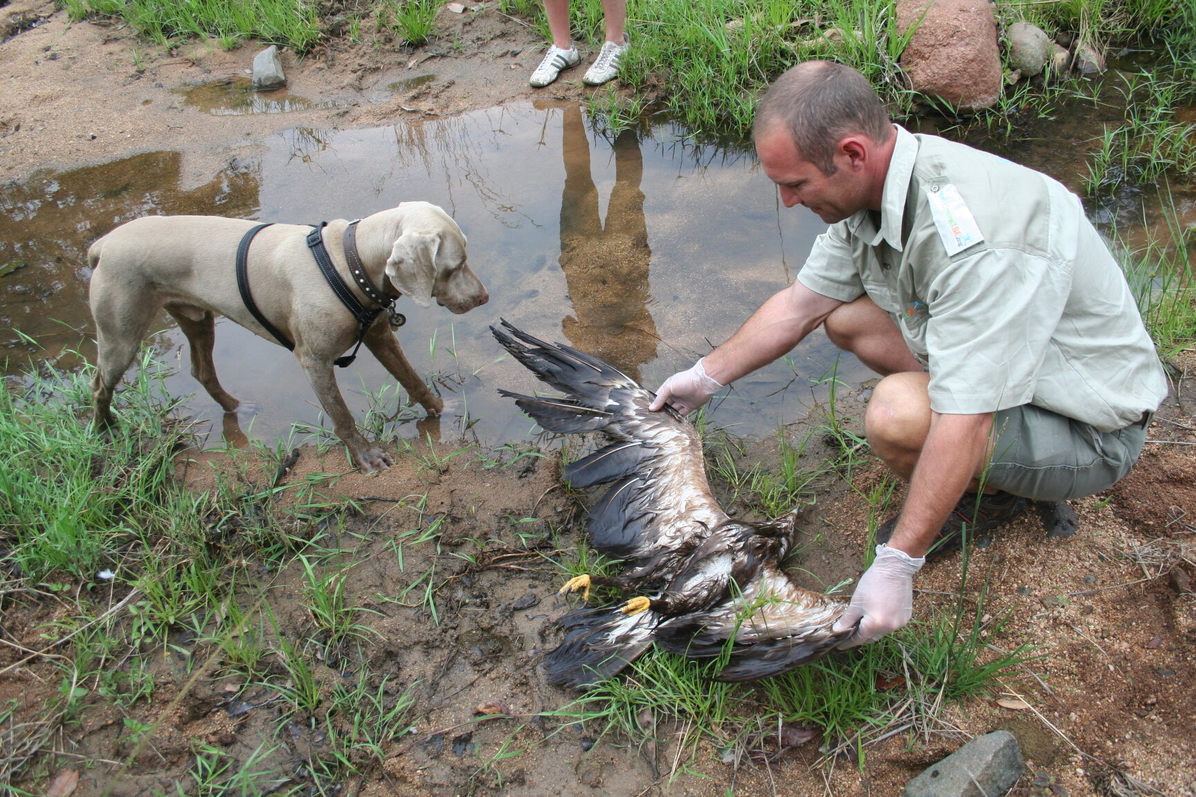 Poison affects all wildlife