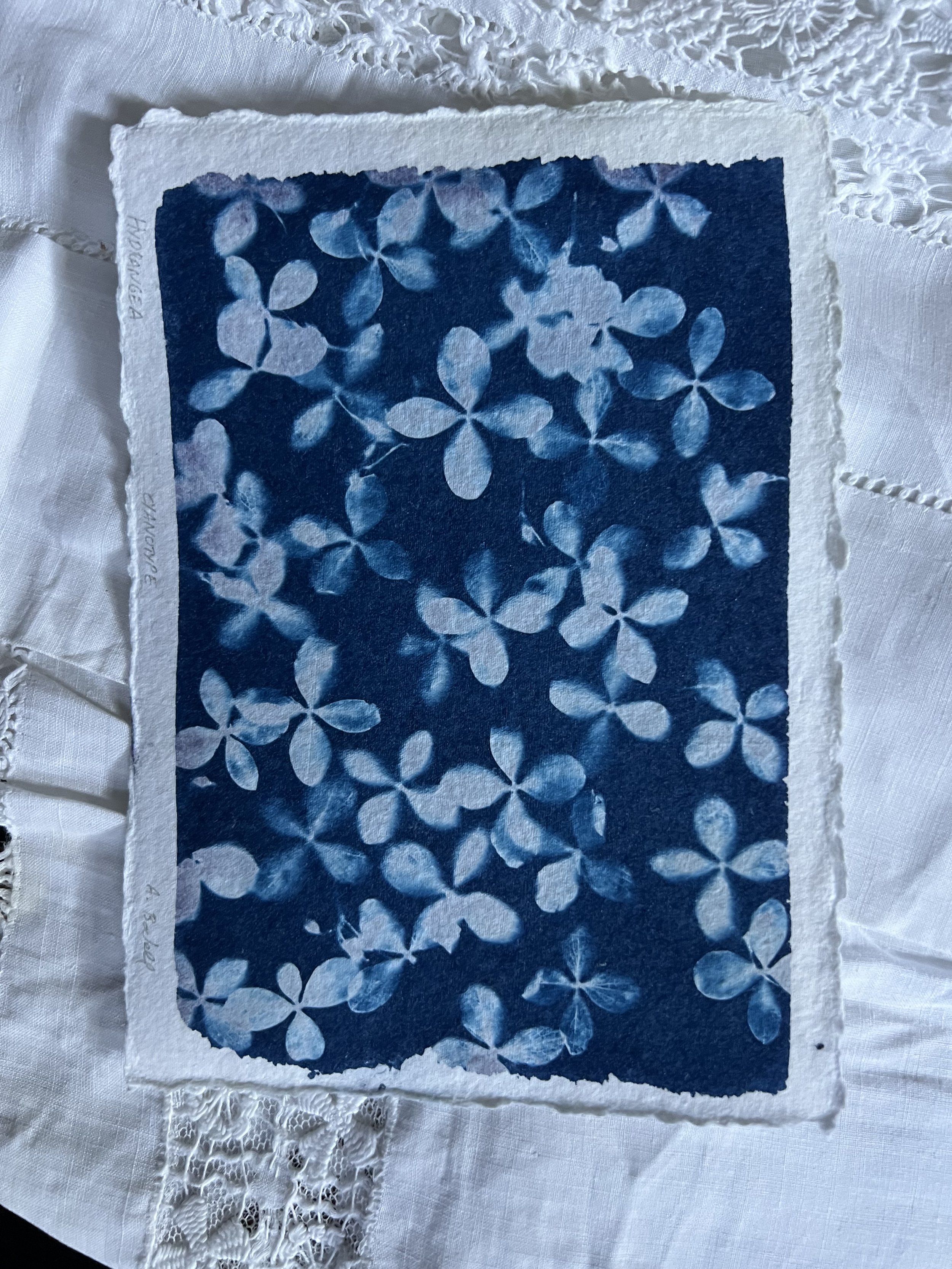 Hydrangea (5x7 Cyanotype)