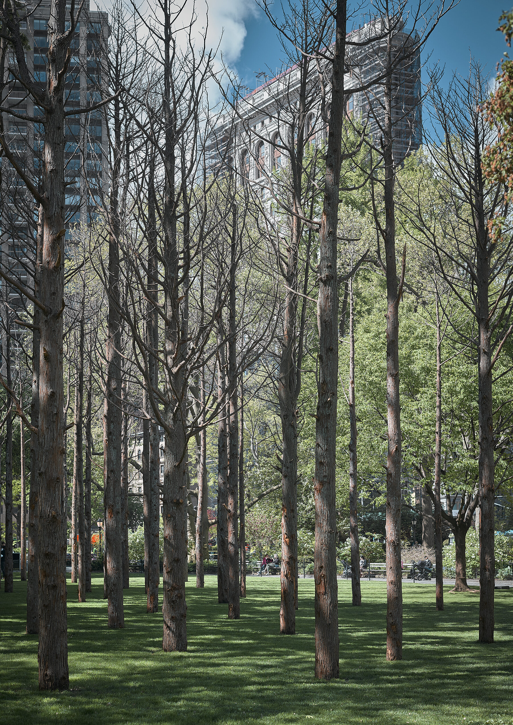 Maya Lin: Ghost Forest Seedlings