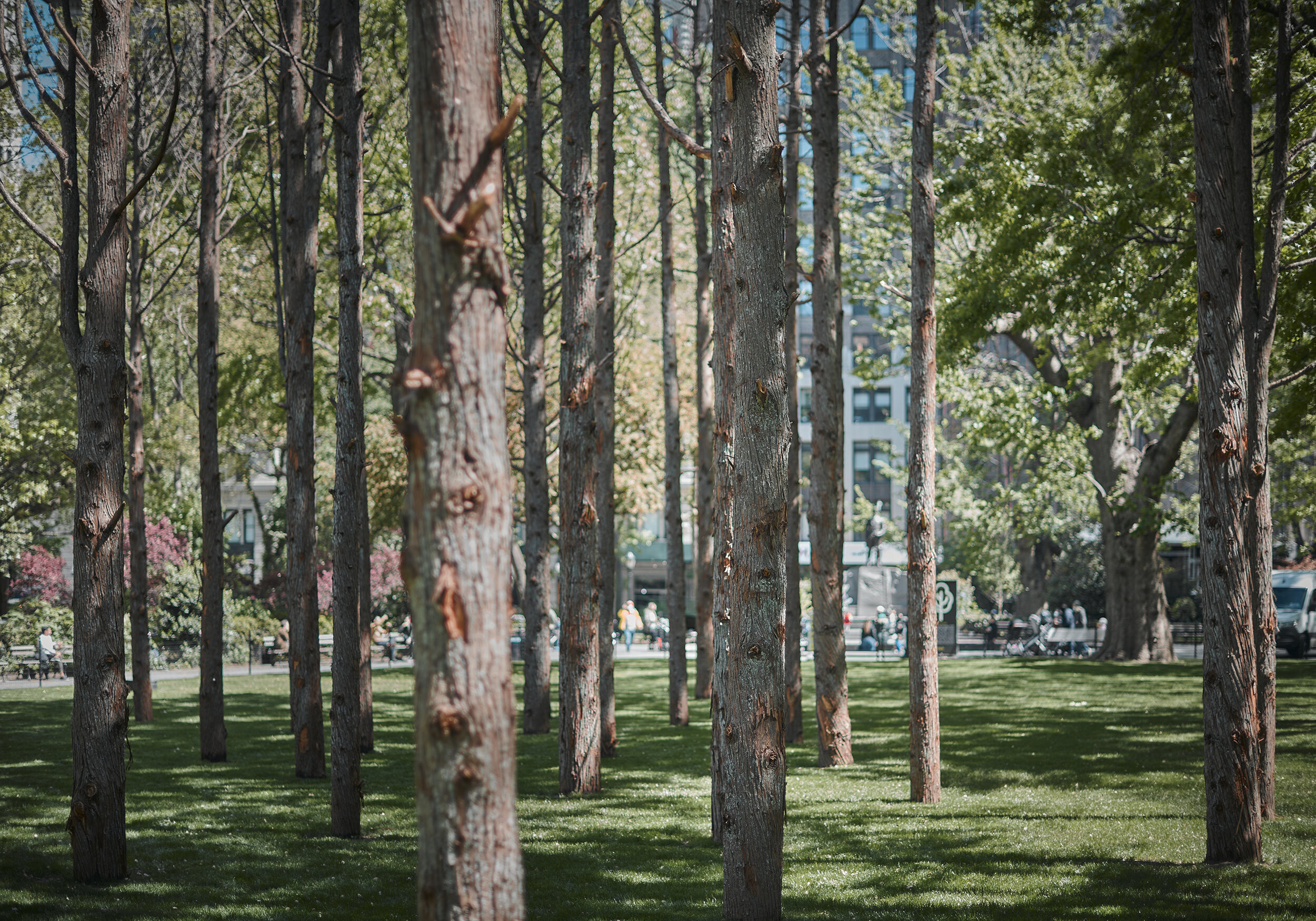 Maya Lin: Ghost Forest Seedlings