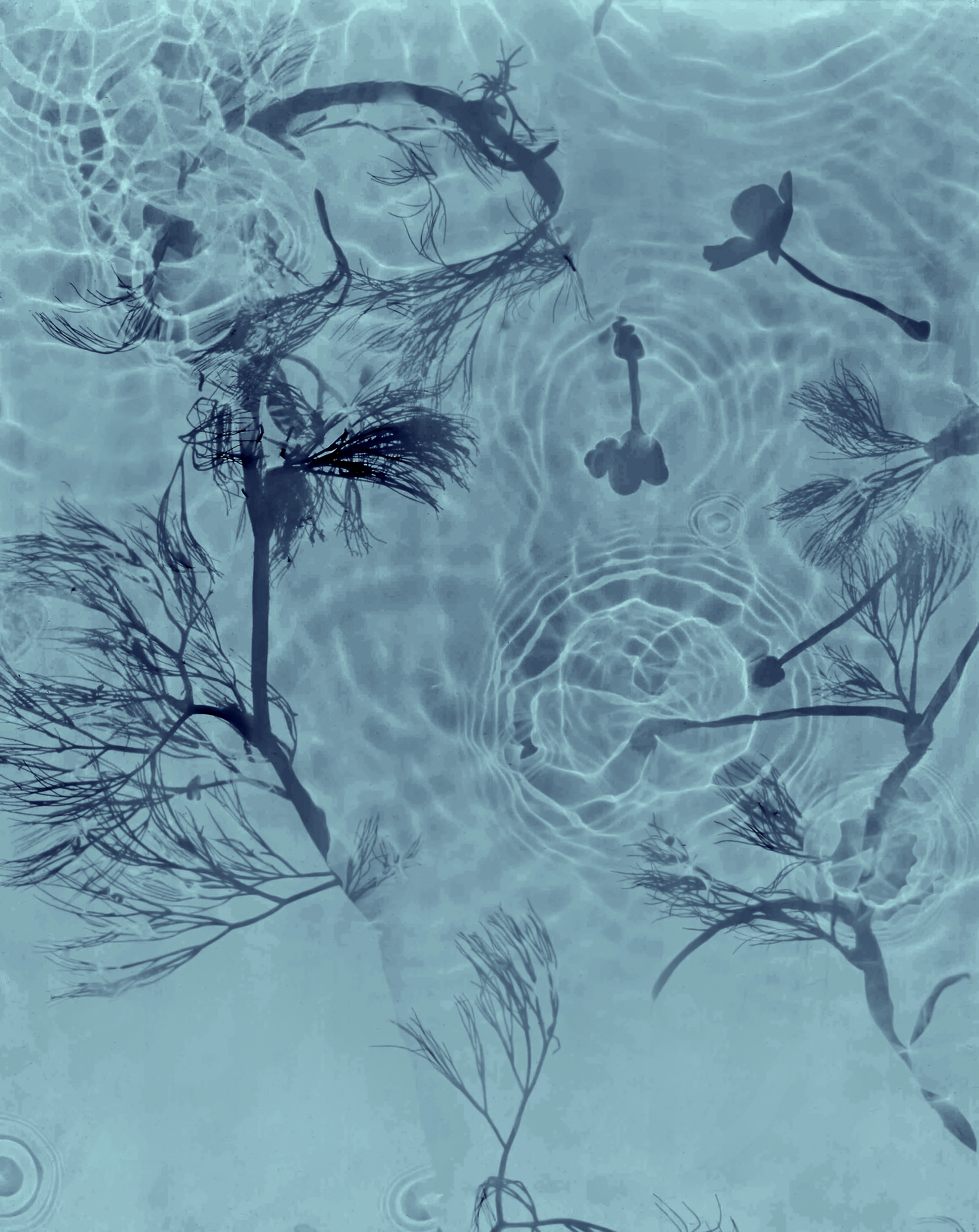 Chalk Stream in Bloom, River Allen.png