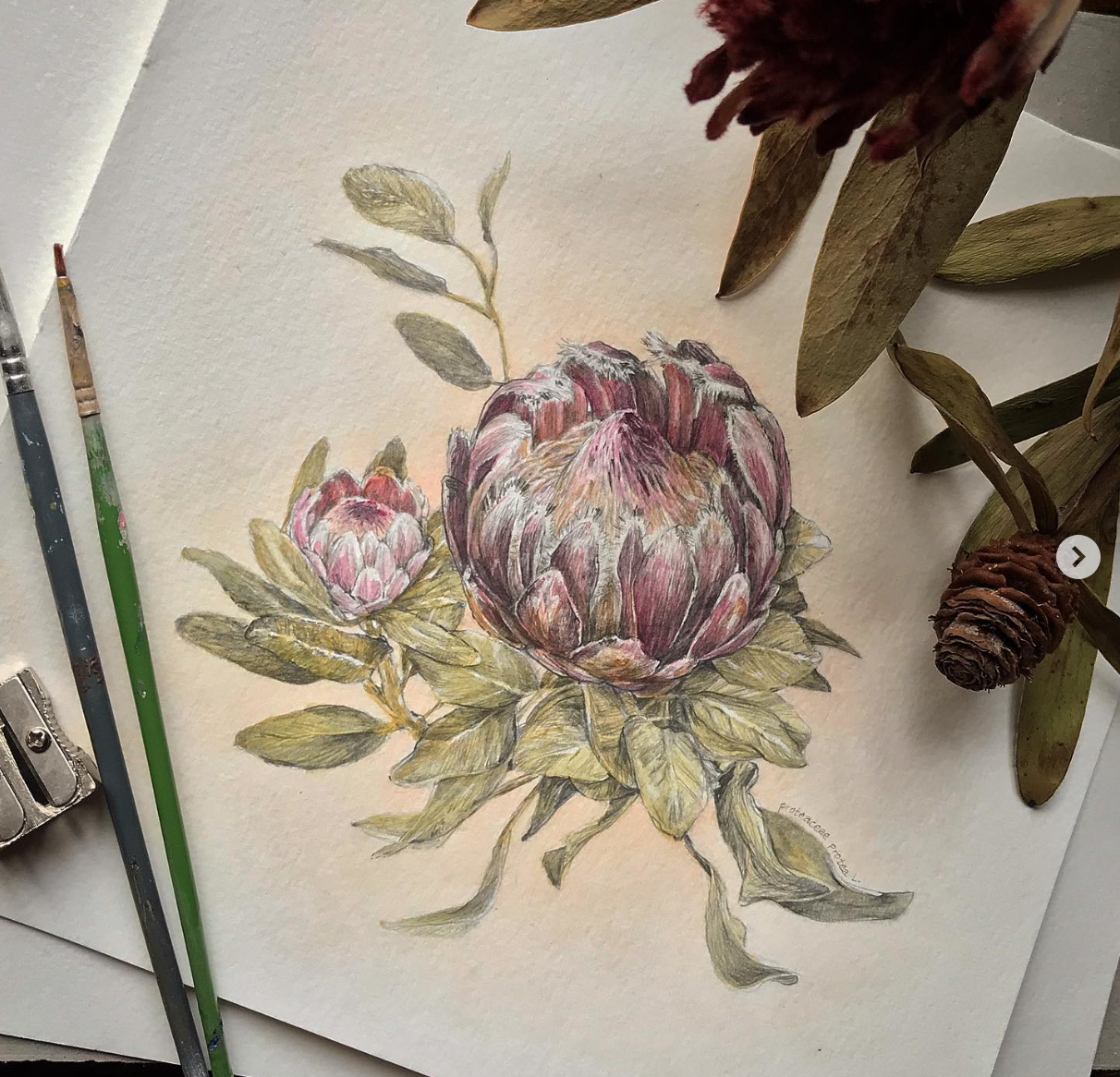 Botanical Illustration