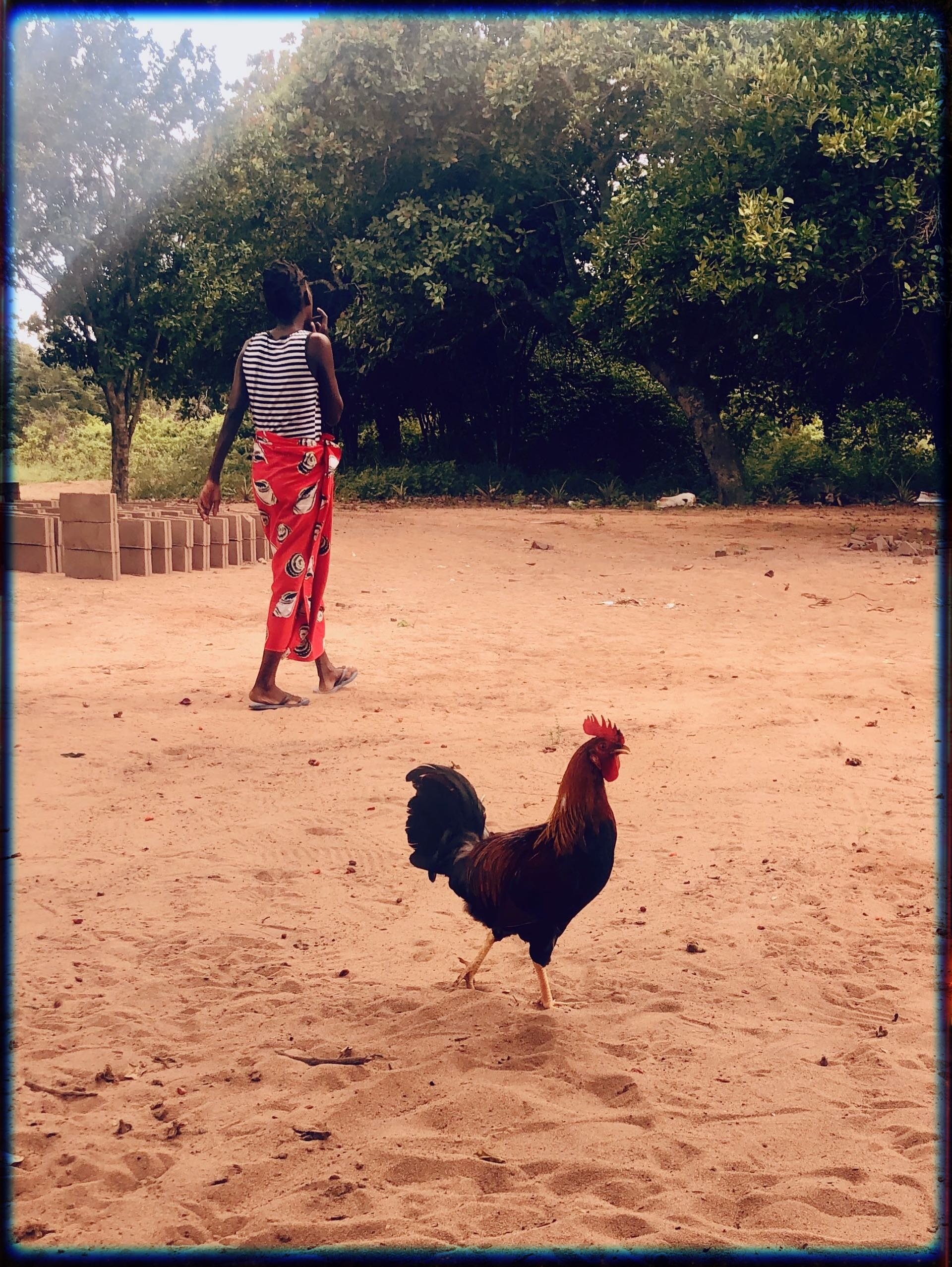 girl_turningback_on_proud_rooster.jpg