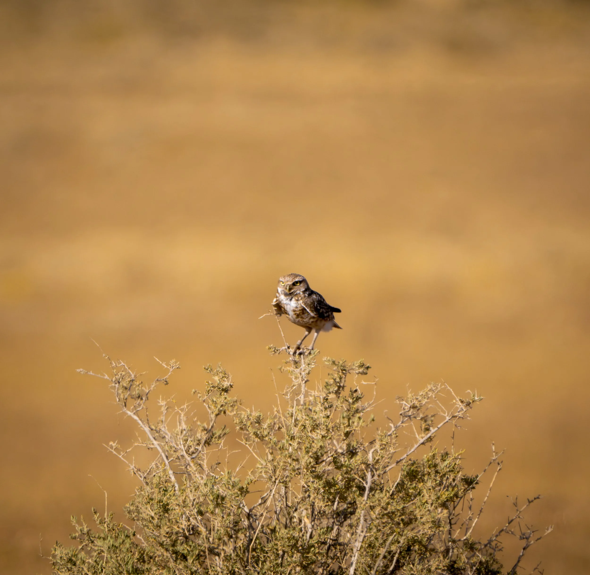A7R02012.jpg