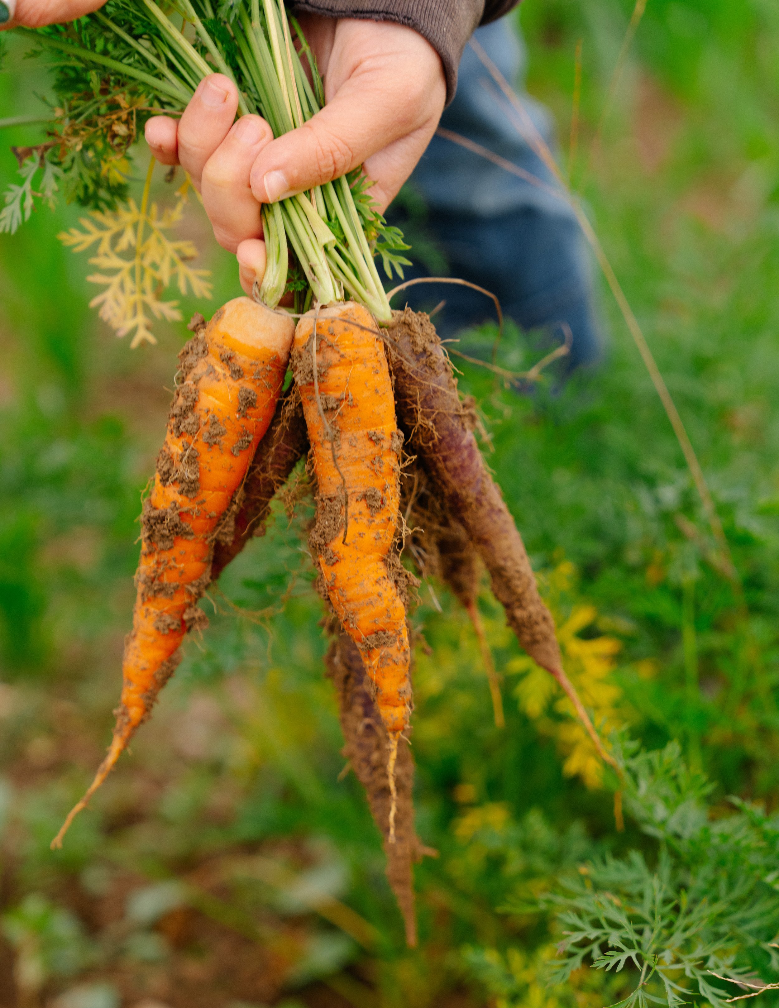 SweetRootsFarm_DanielSchechner_092922_-49.jpg