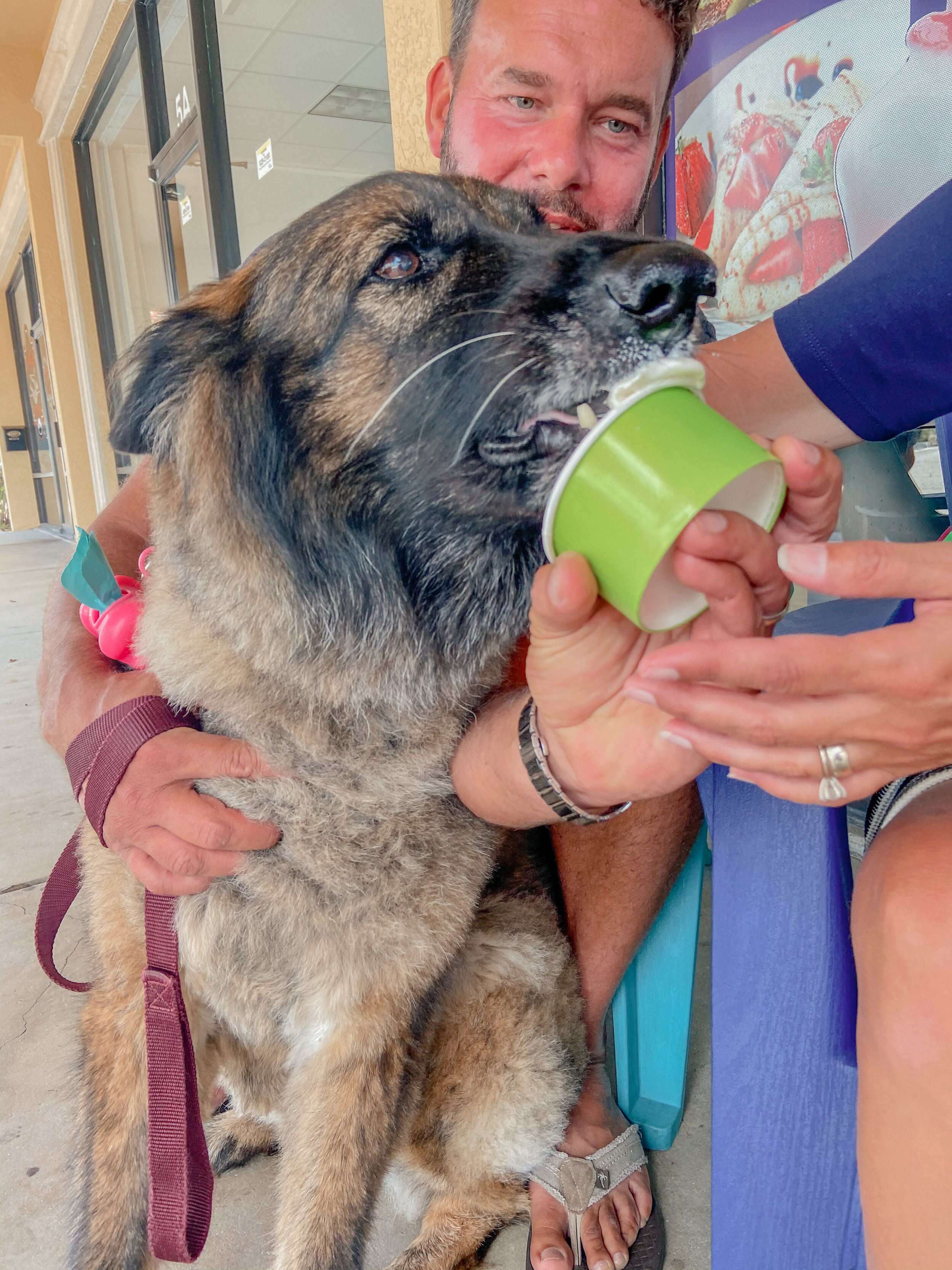 A large brown and black dog taking a lick of a pup cup