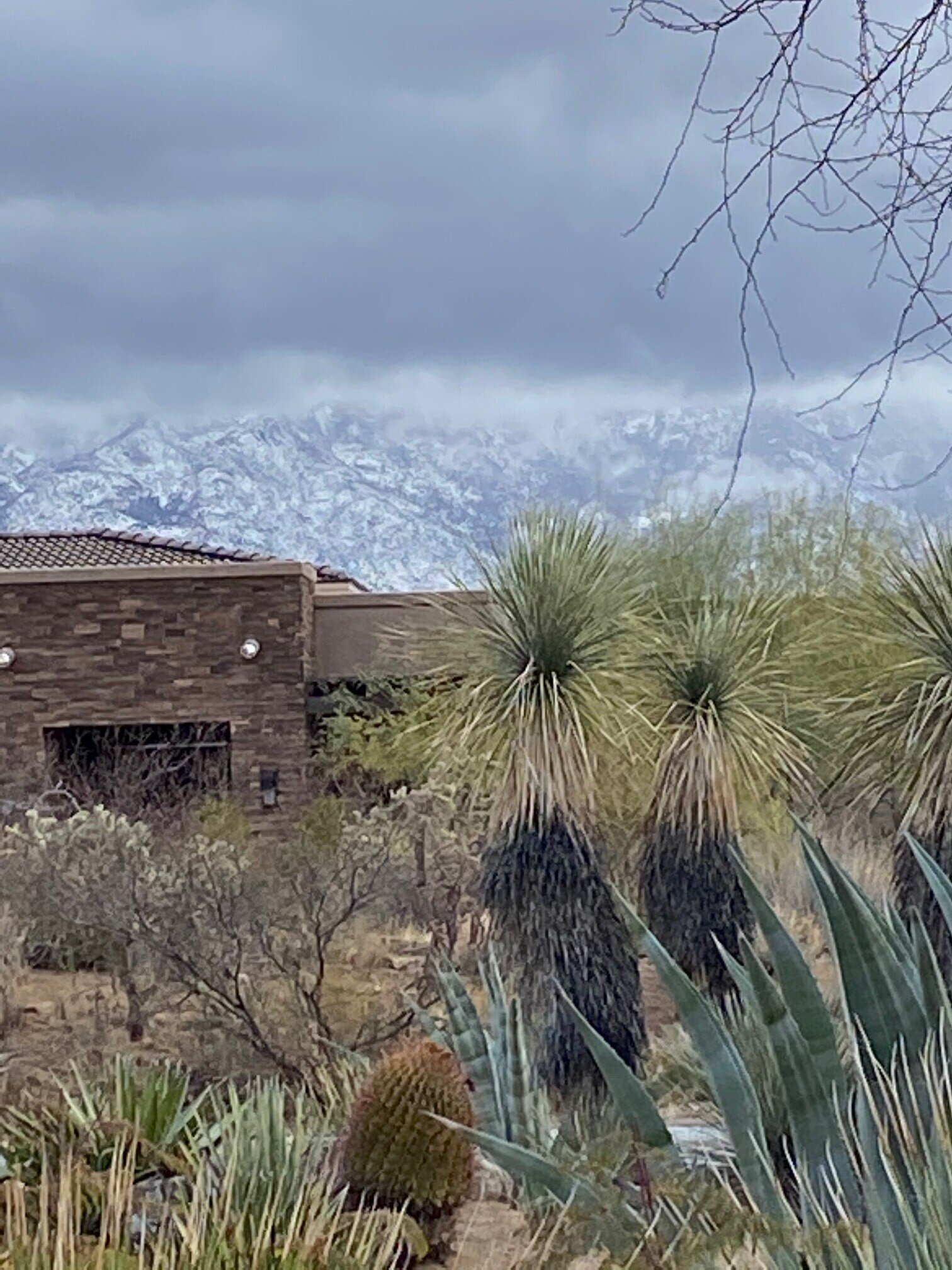 Snow in the Catalina Foothills