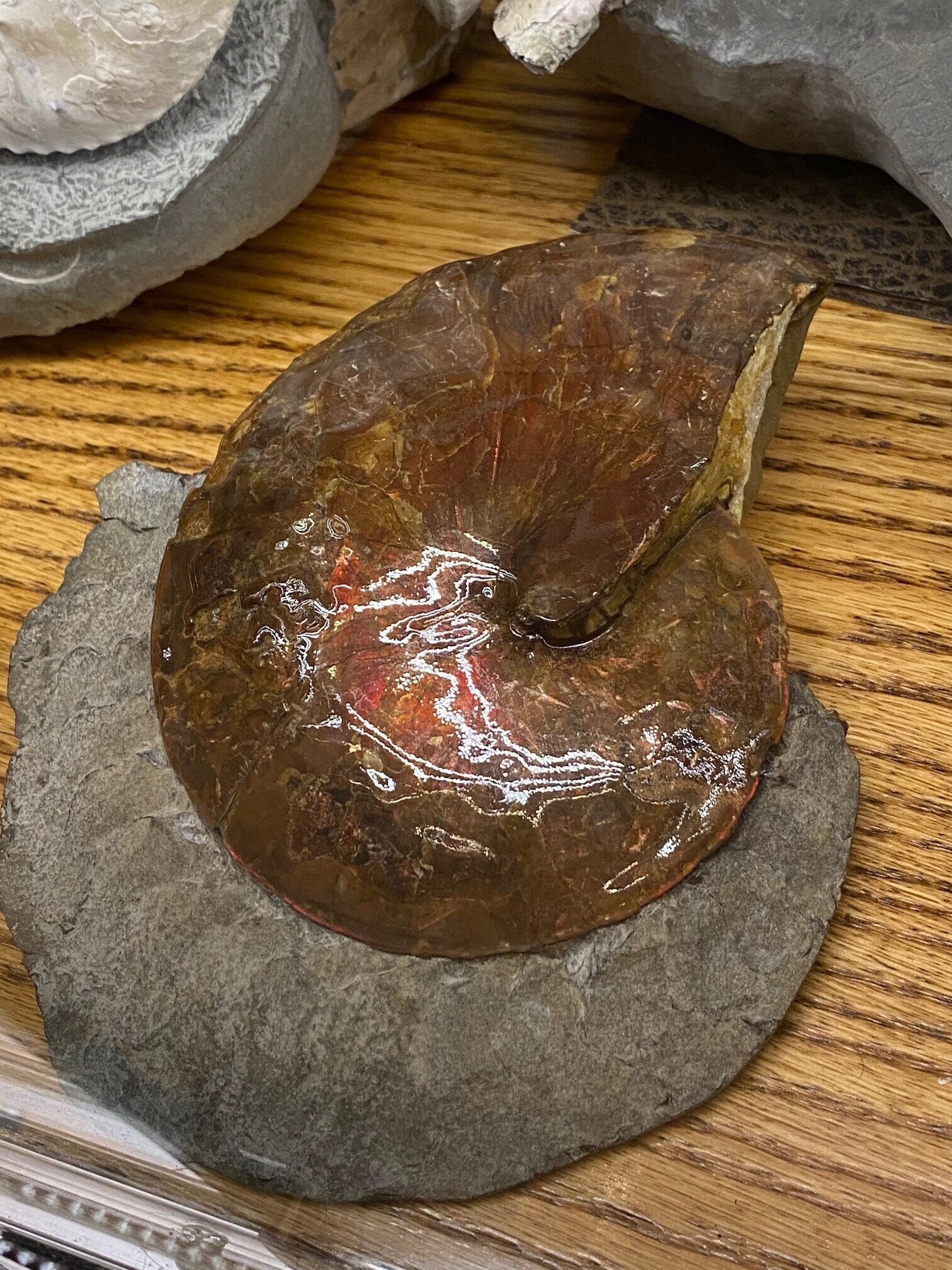 South Dakota Ammonite – SOLD