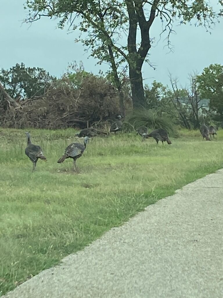Day 1 – Wild Turkeys greet us in Kerrville