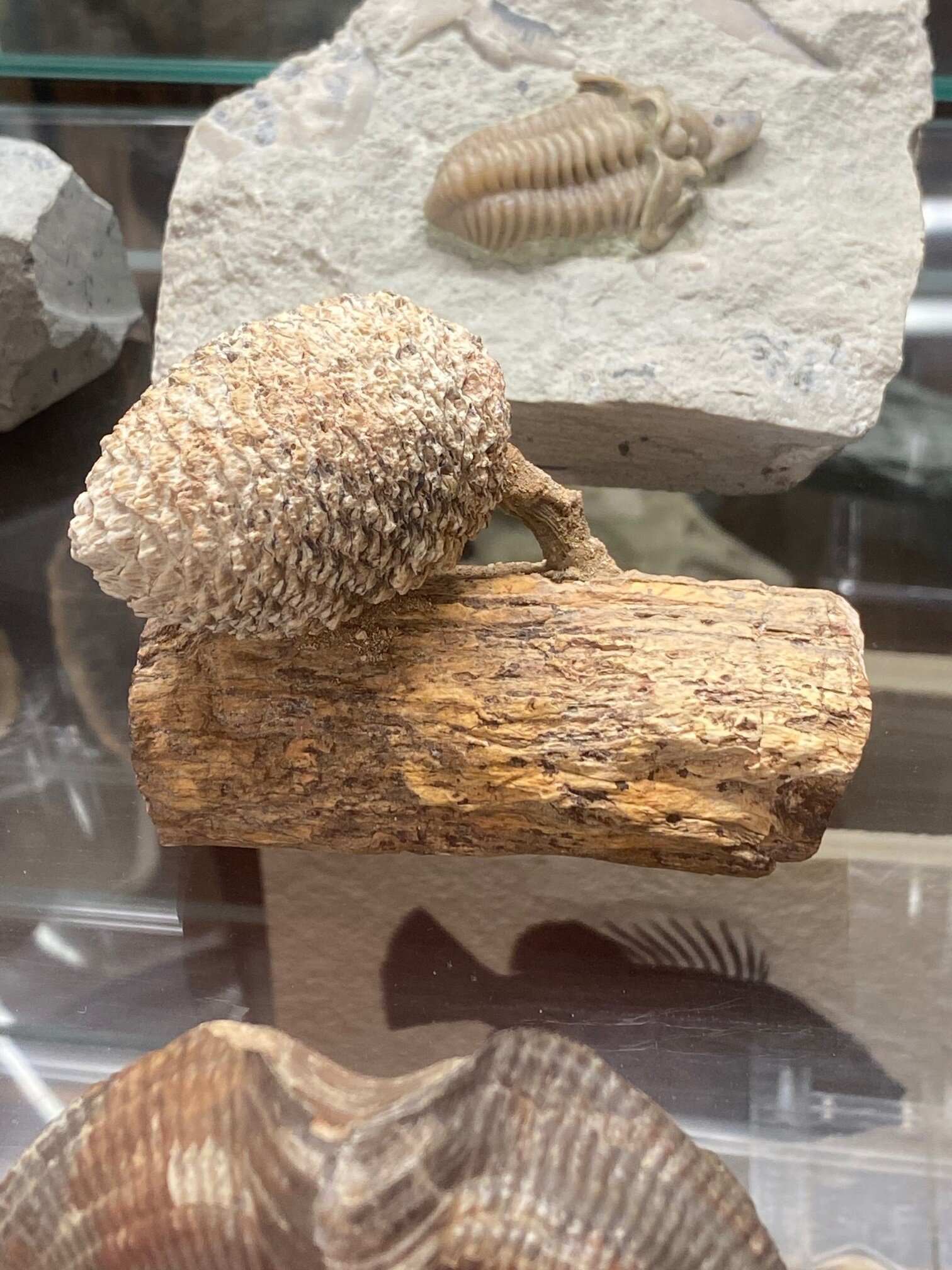 Fossil Pinecone on Branch