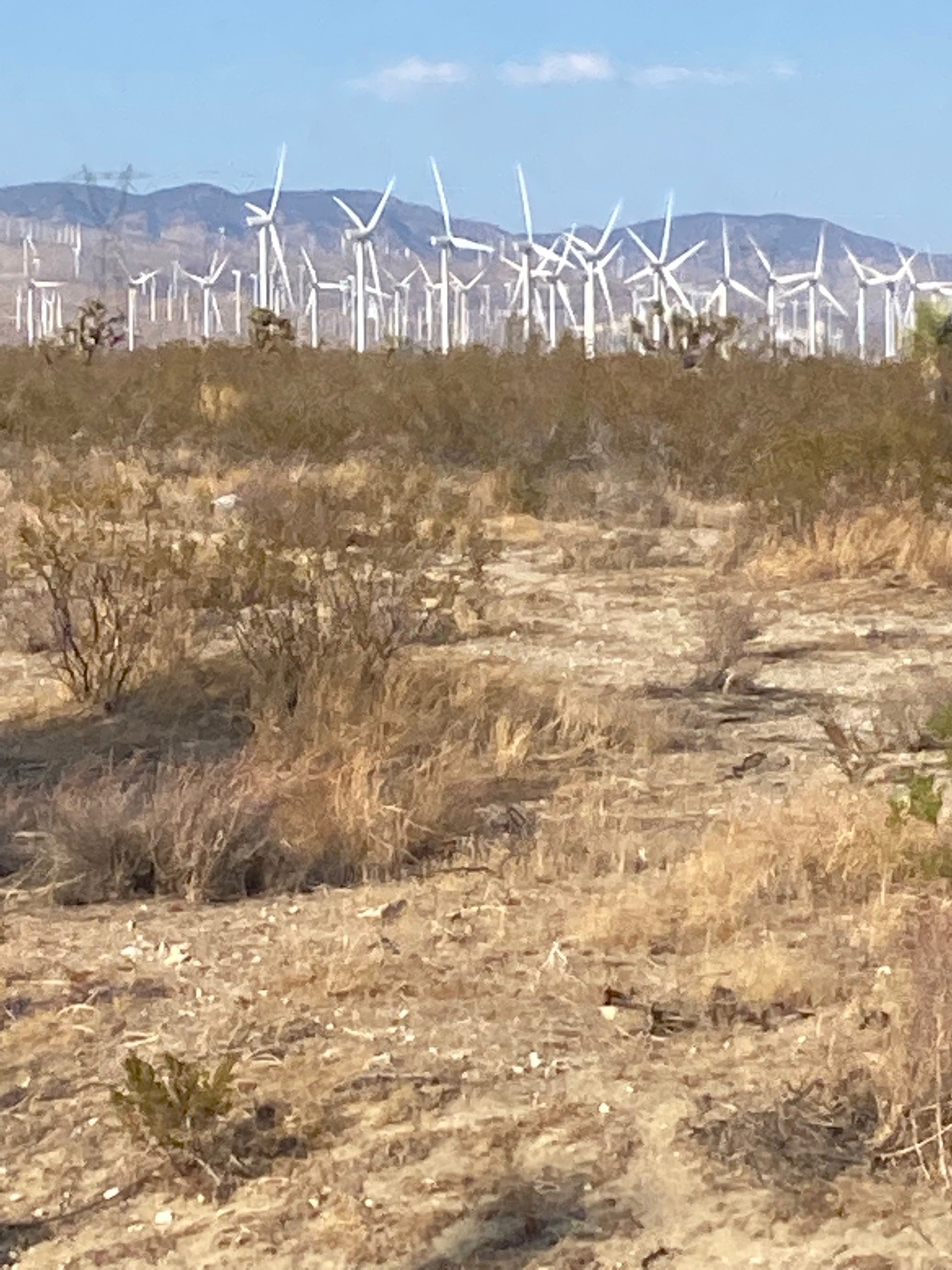 CA embracing wind power