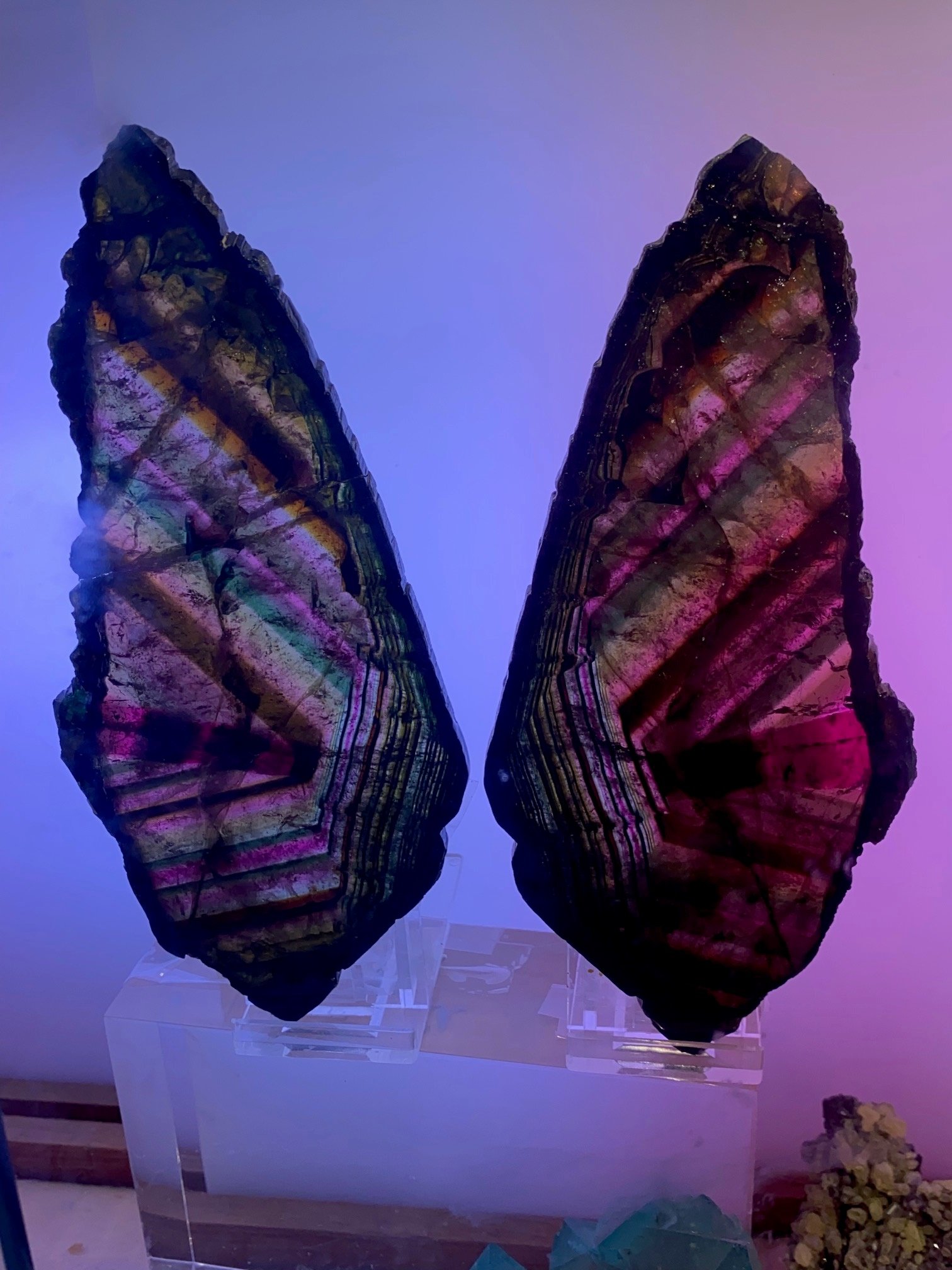 Halpern Butterfly