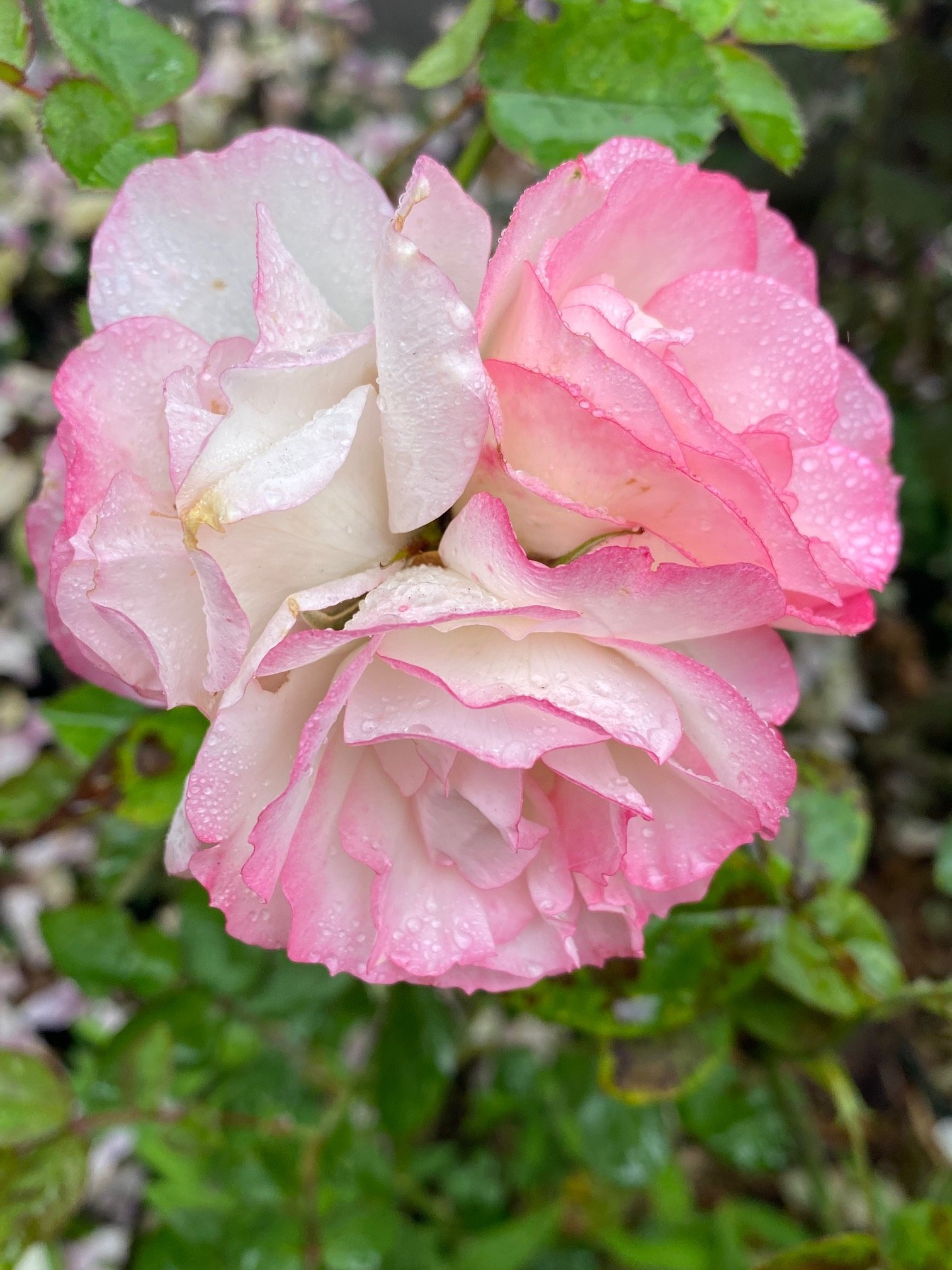 Halpern Rose Garden