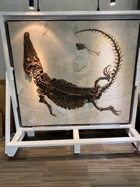 Epic Alligator Fossil