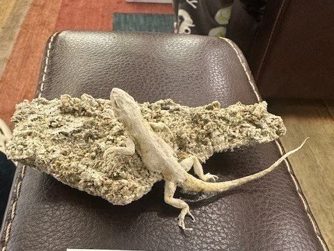 Owens Lake Flood Lizard