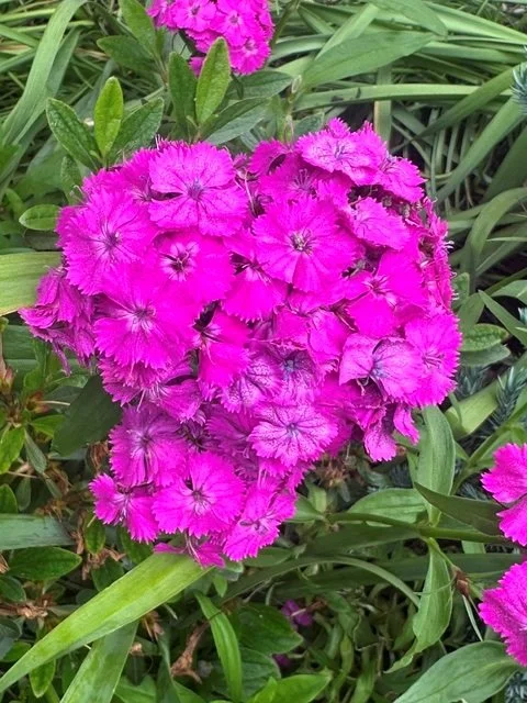I love Nature