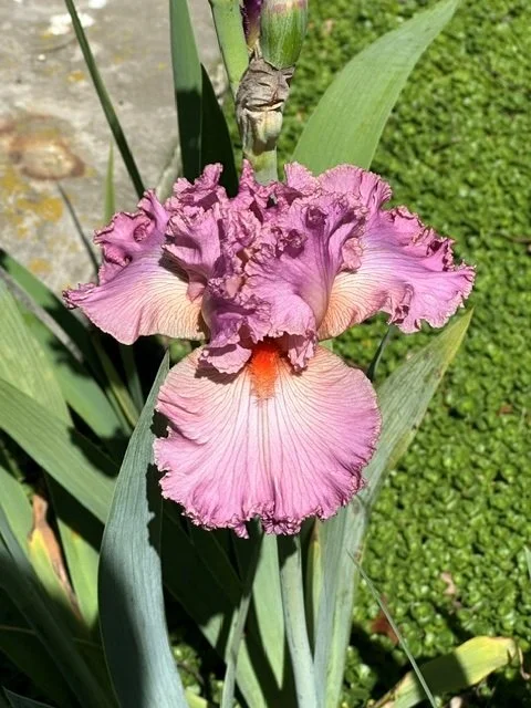 Full Bloom