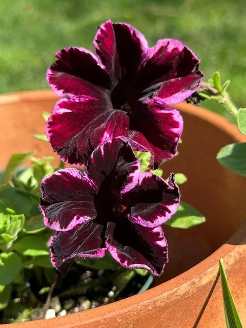 Crushed Velvet