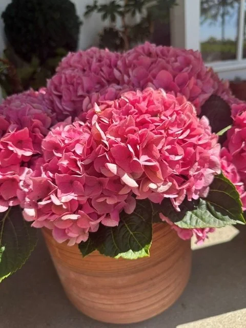 Passion for Blooms
