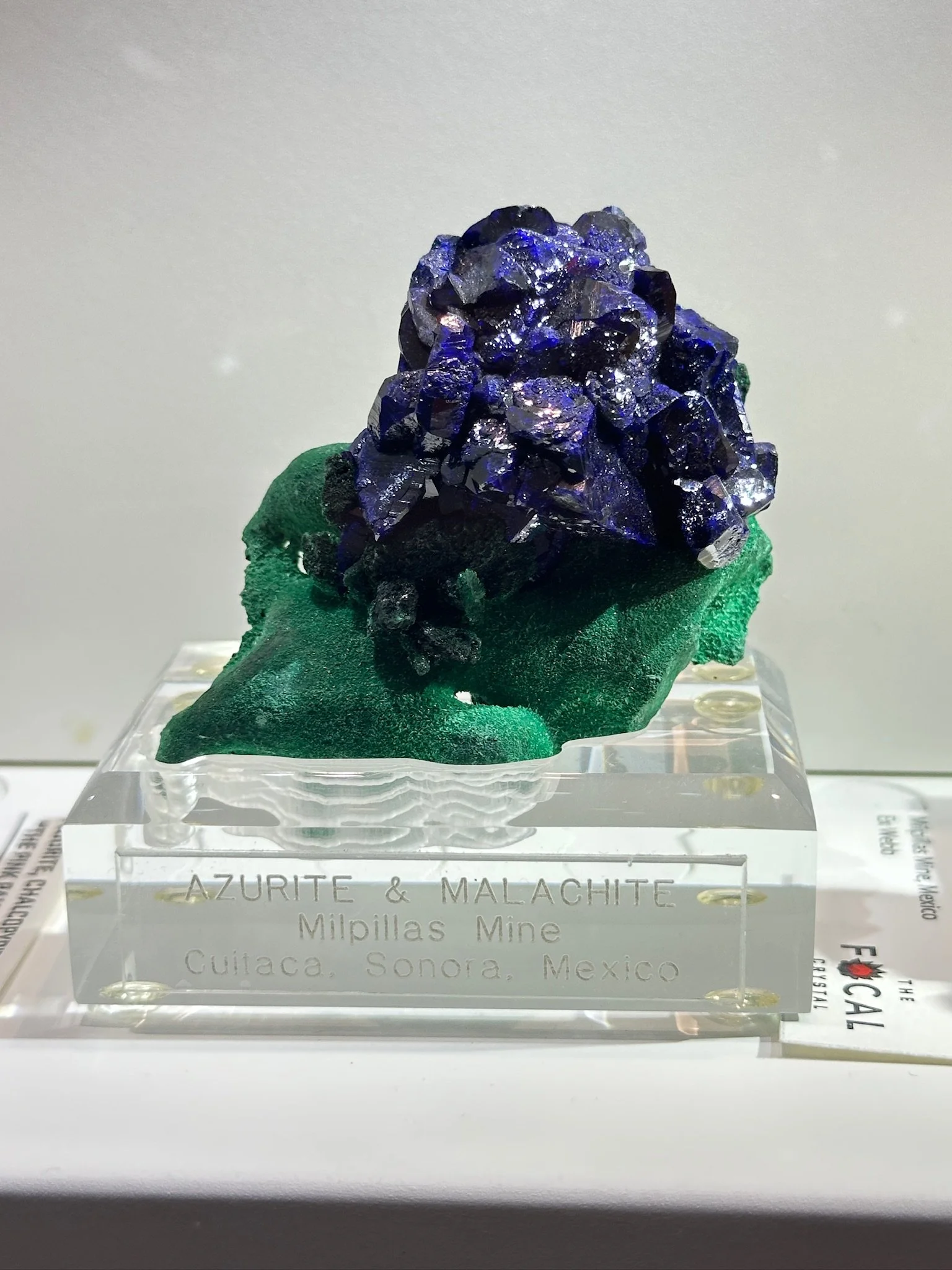 The Blueberry Scoop