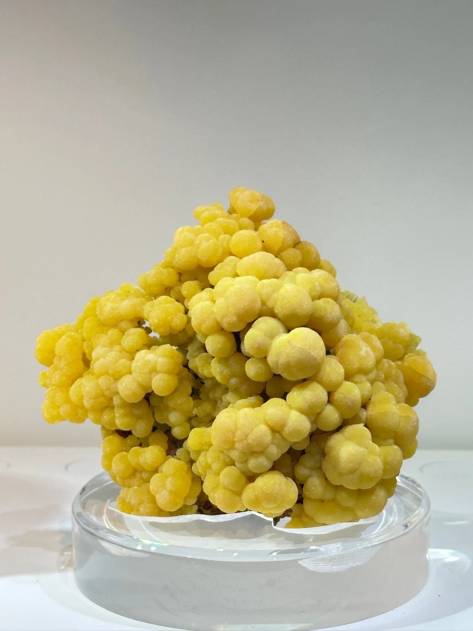 New Arrival San Pedro