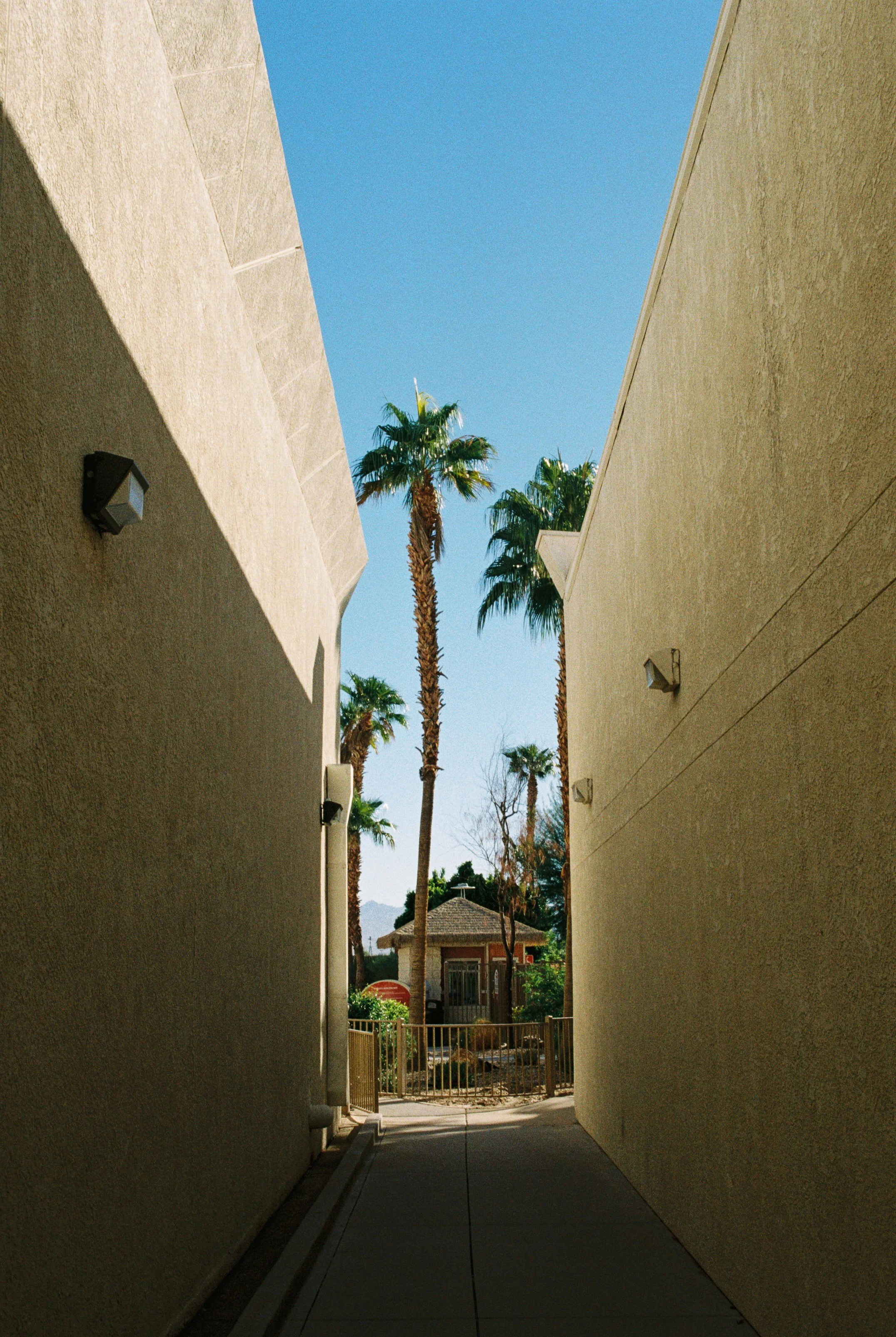 Avi-Hotel-Palms-Analog-Film.jpg