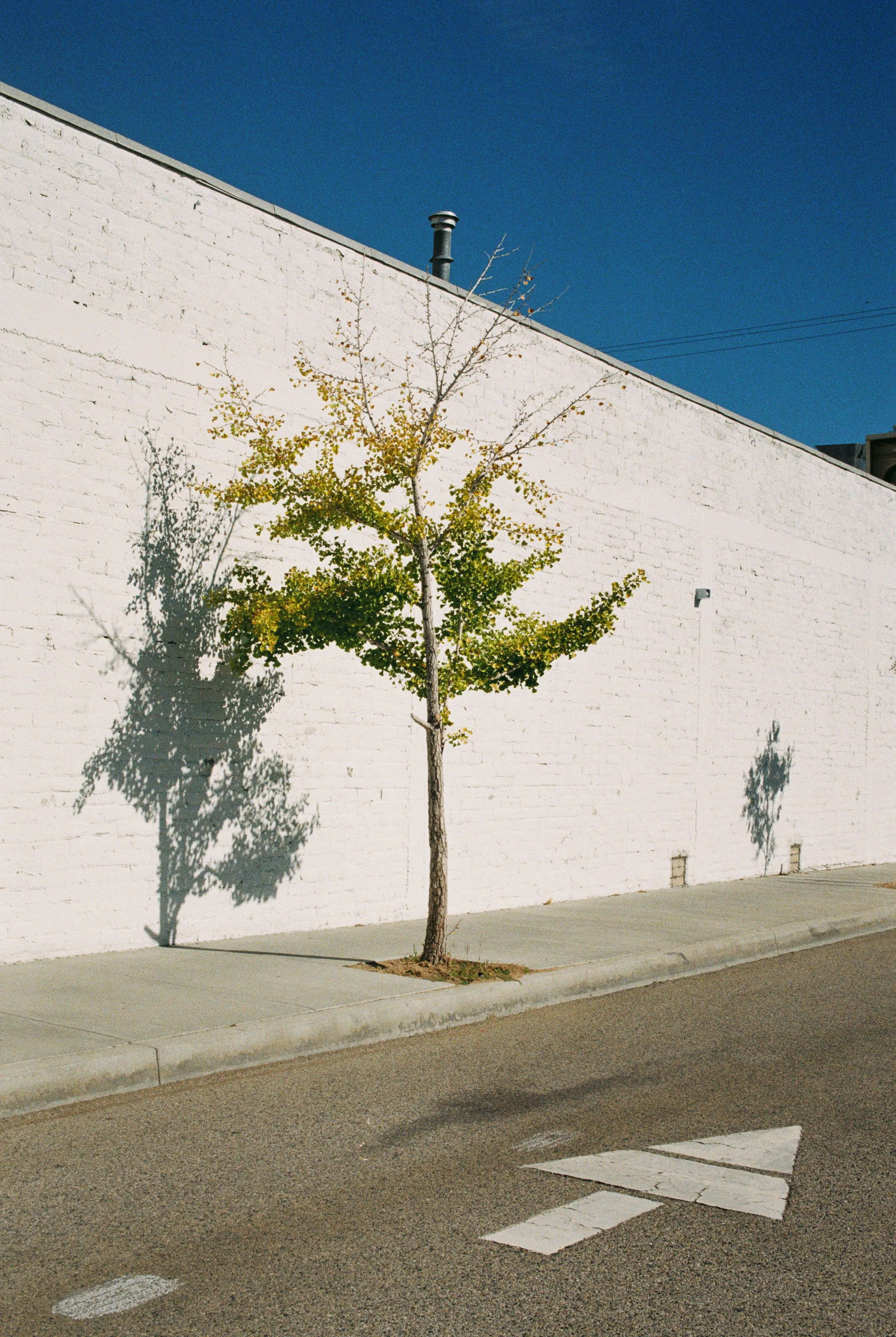 Big-Pine-Analog-Film.jpg
