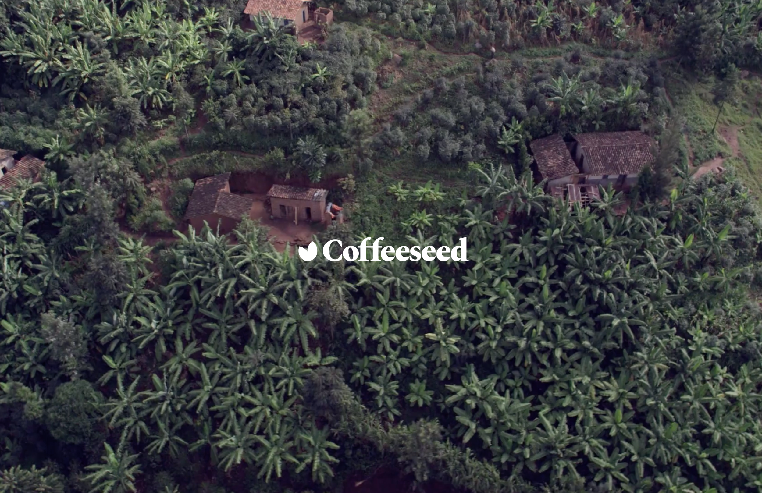 Coffeeseed