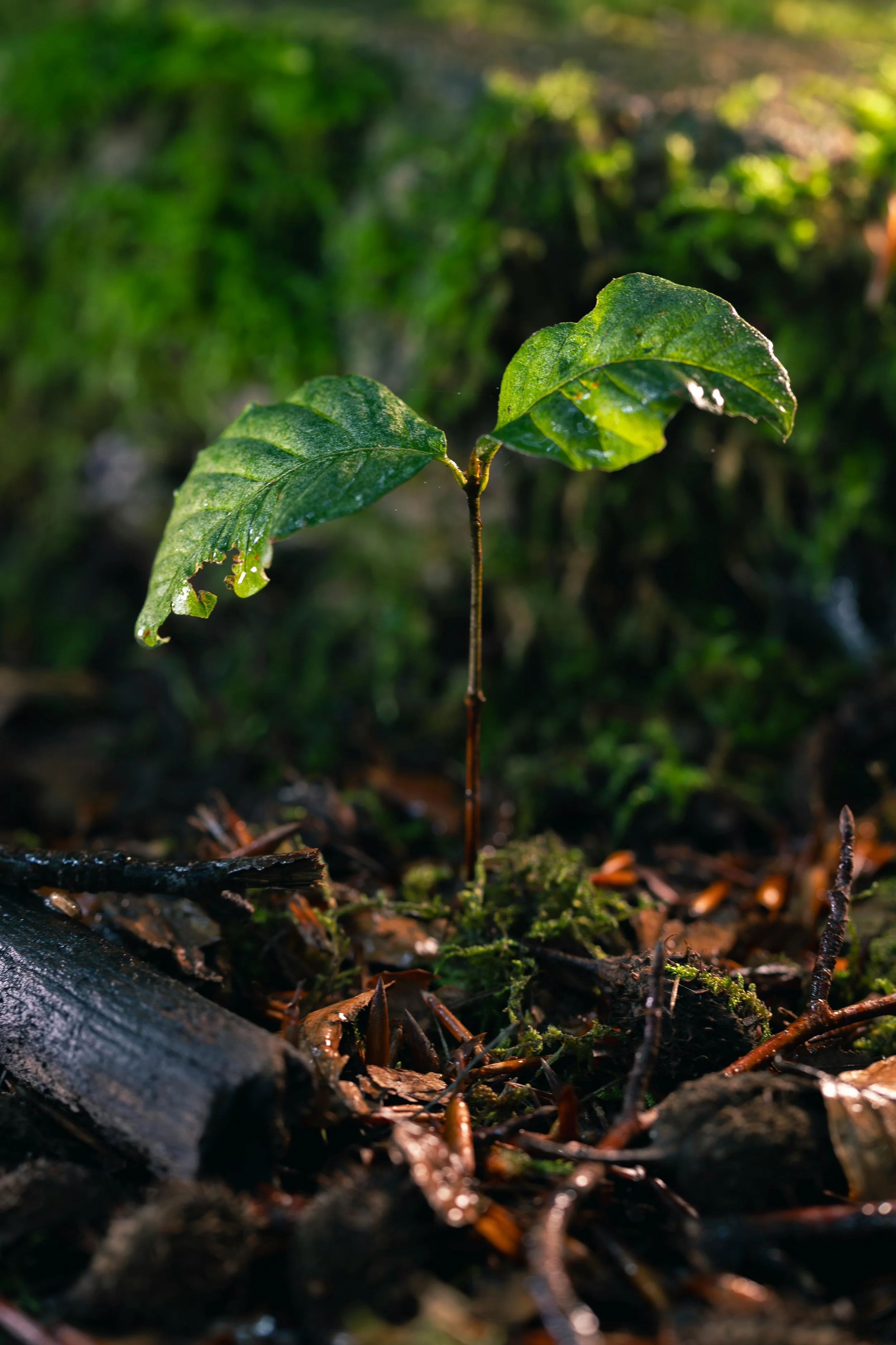 Growth emerges after the fire..."Life finds a way"