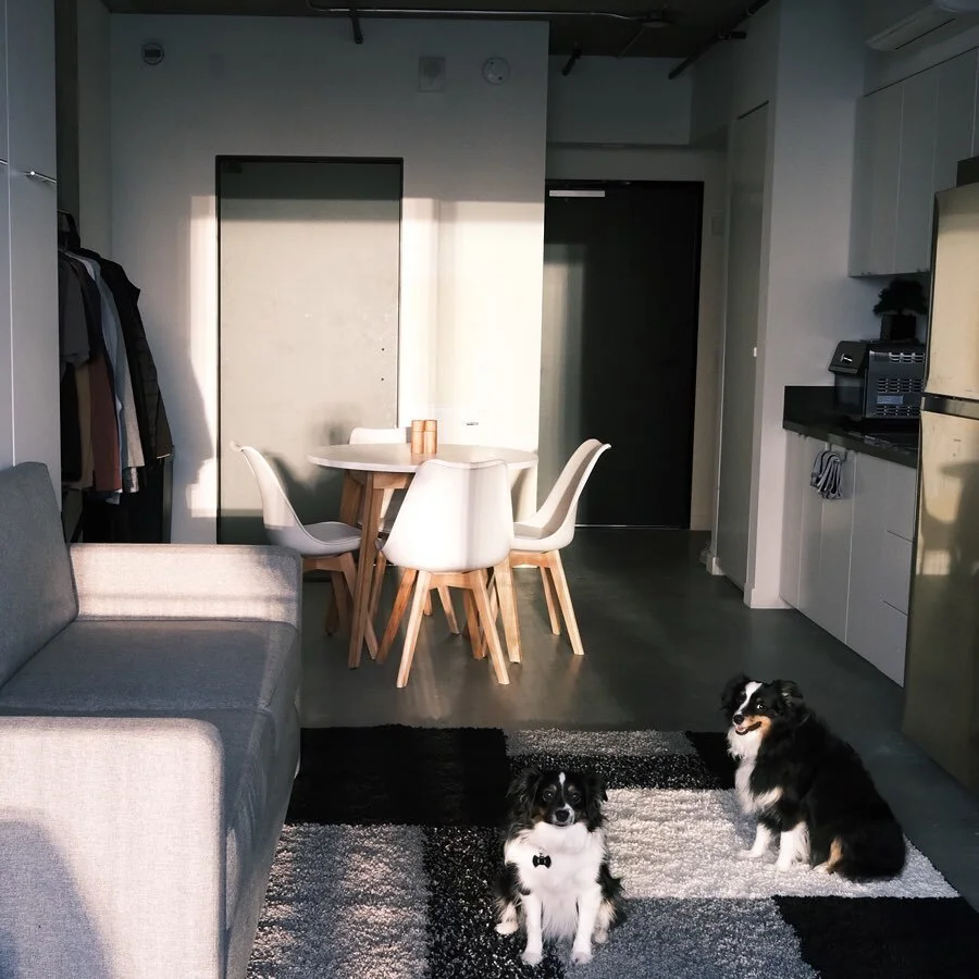 new digs. same dogs.