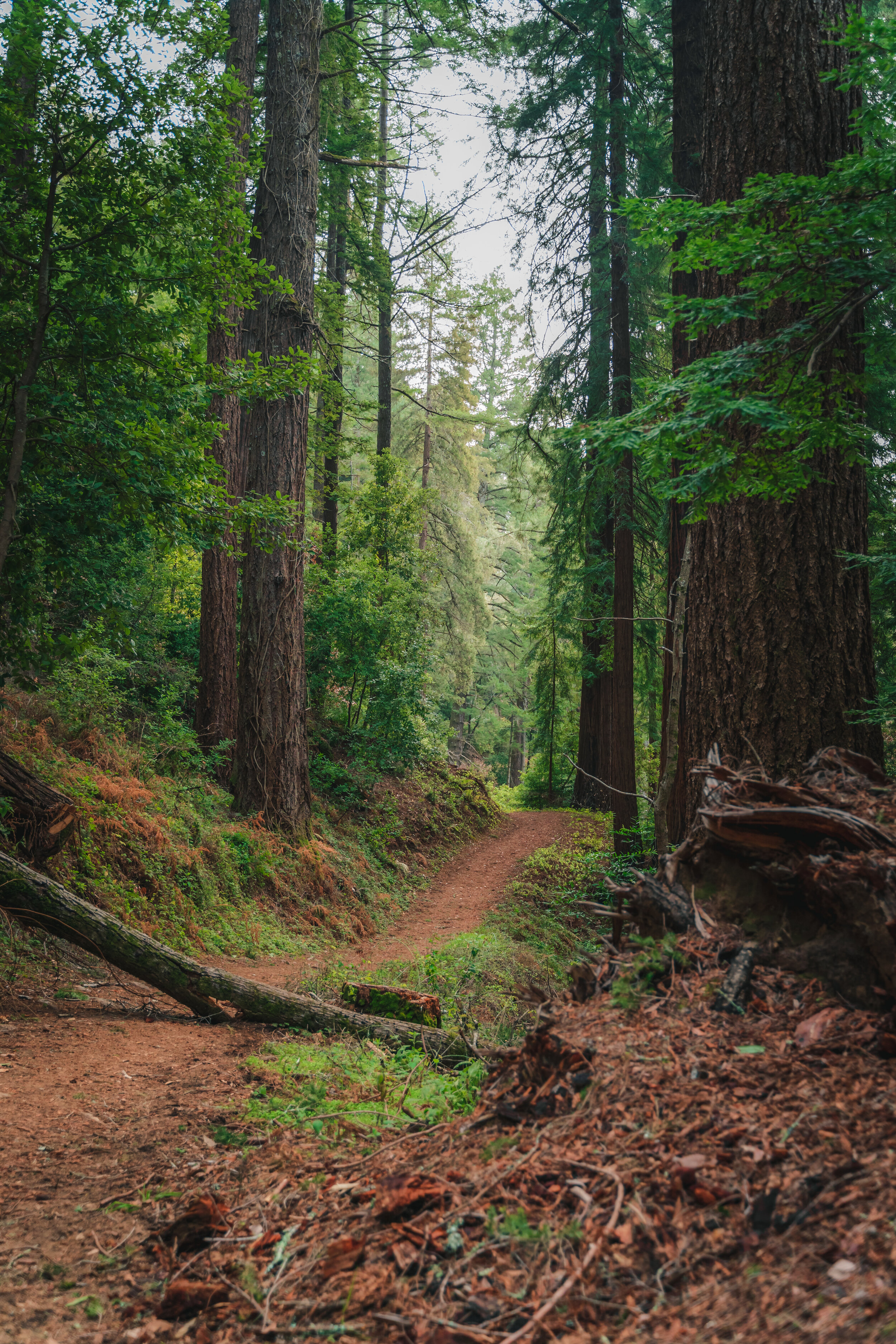 henry-cowell-state-park-redwoods.jpg