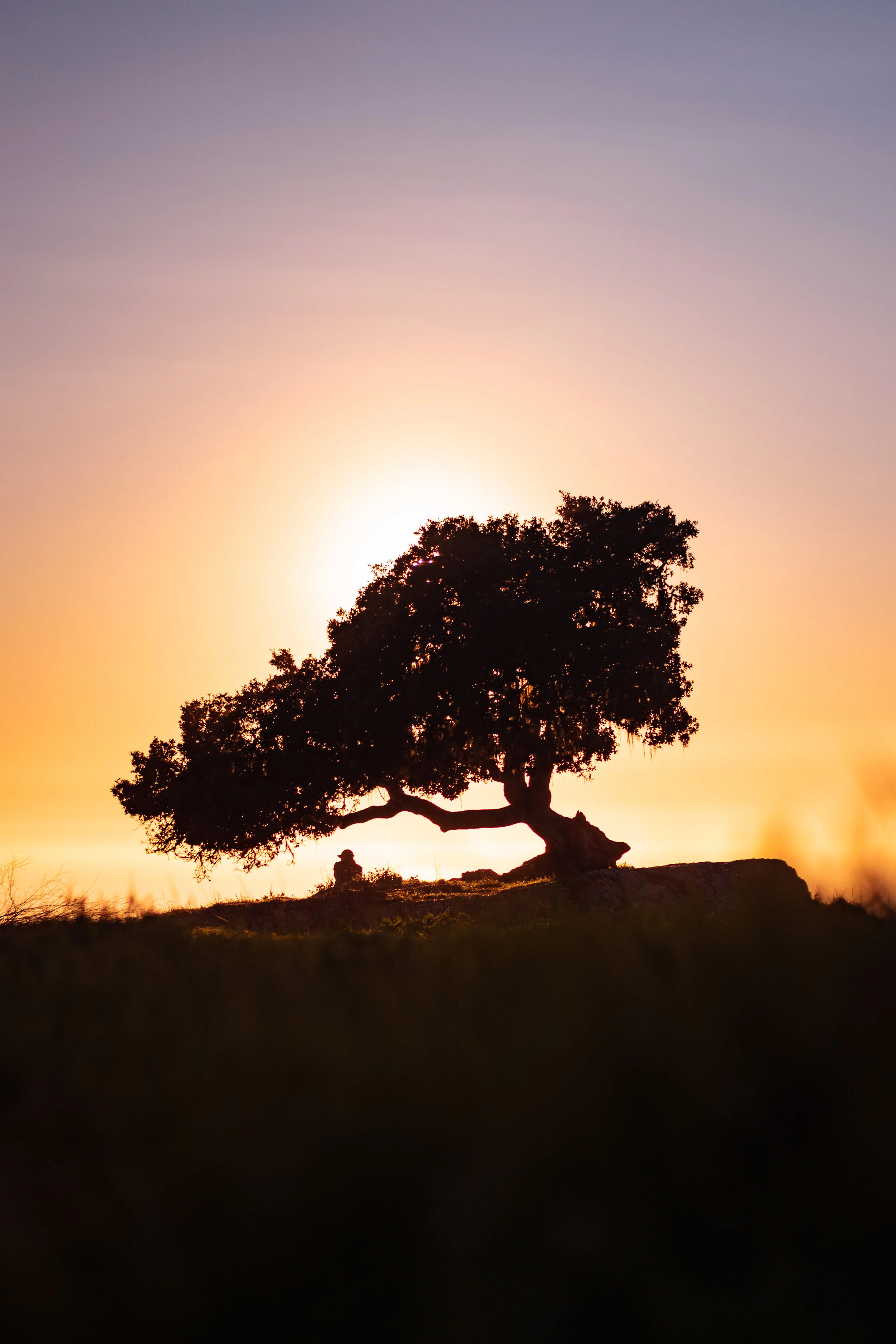 pismo-preserve-lone-oak.jpg